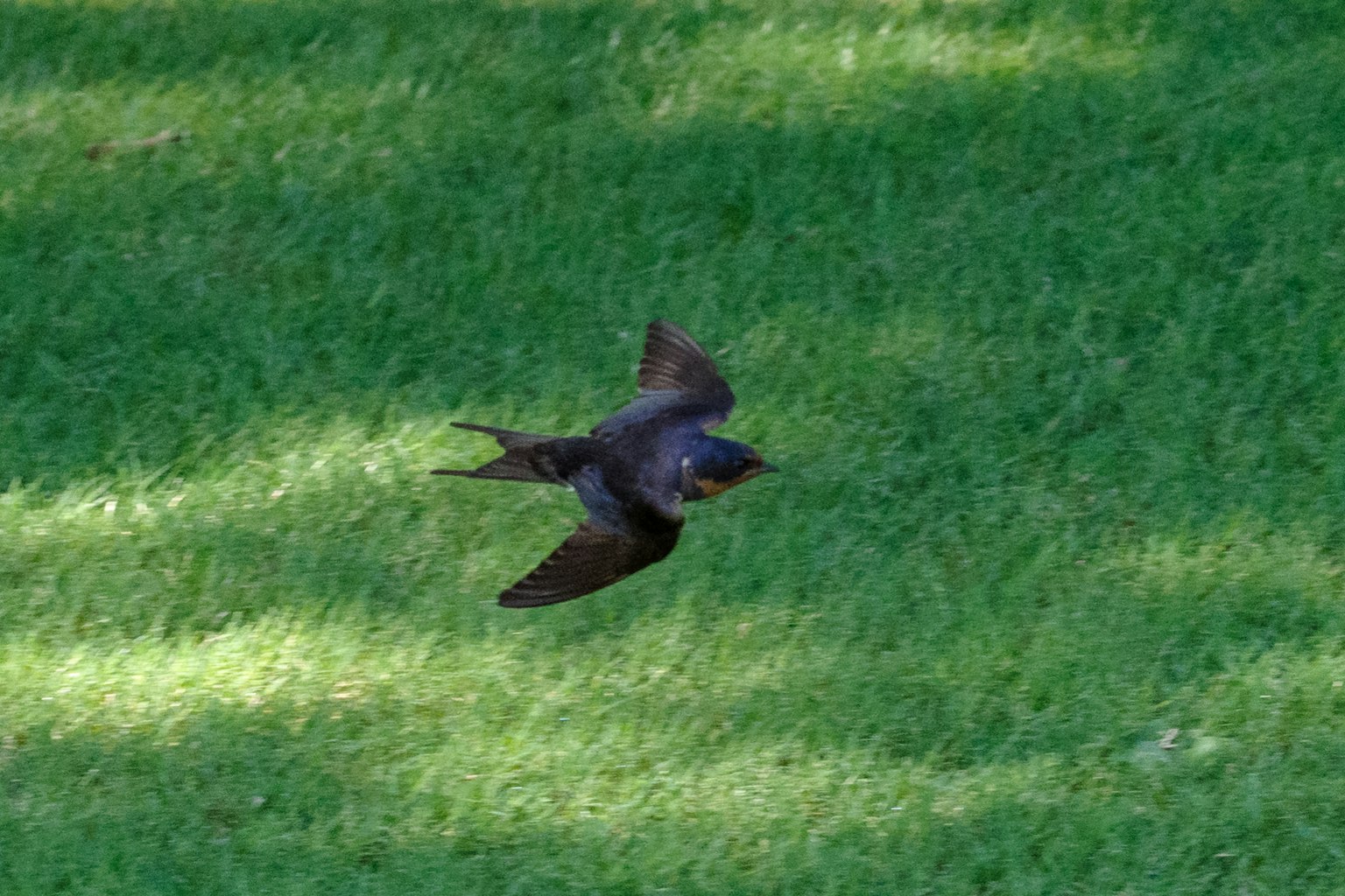 Un oiseau noir volant au-dessus de l'herbe verte