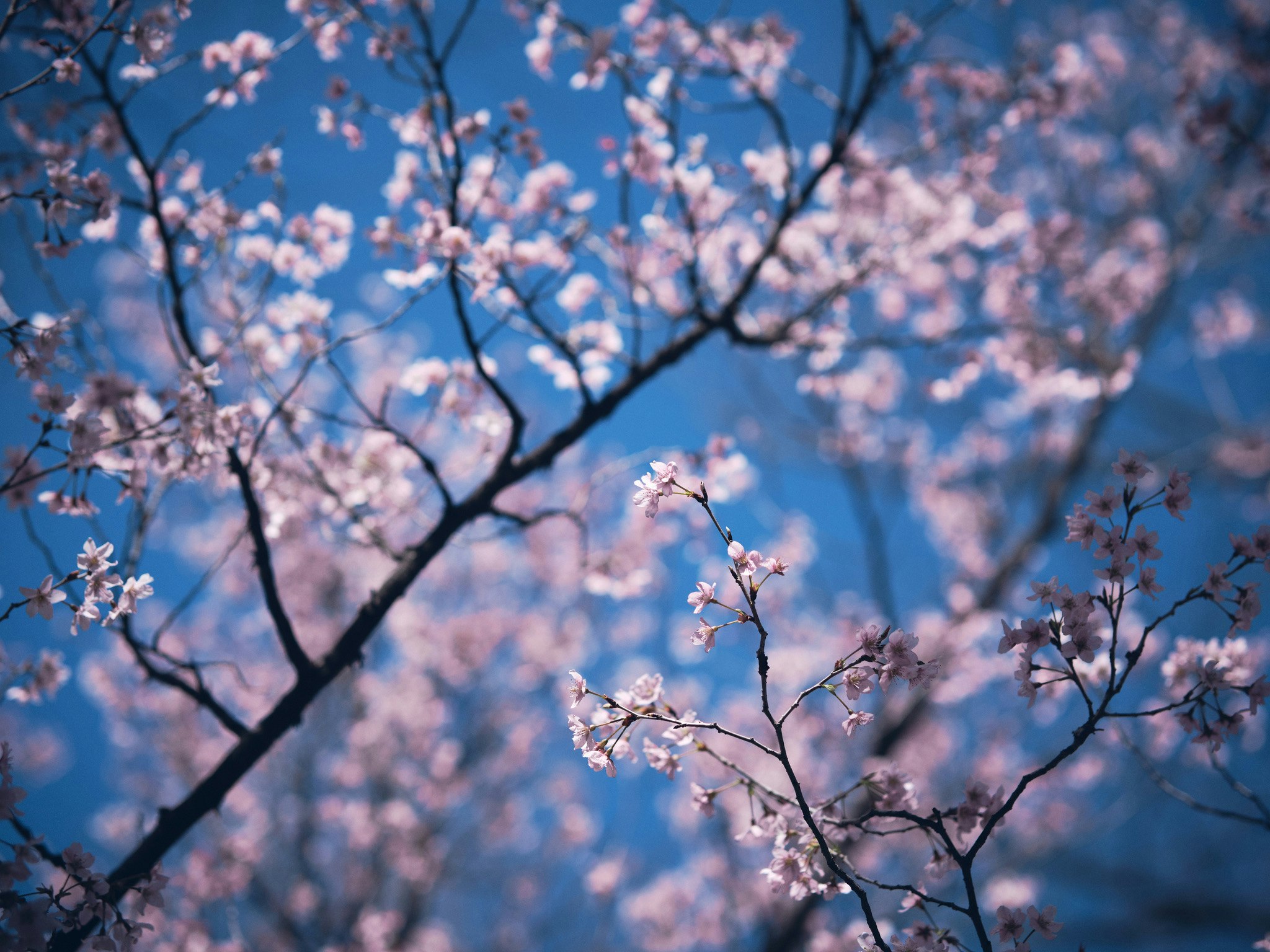 青空に咲く桜の枝先