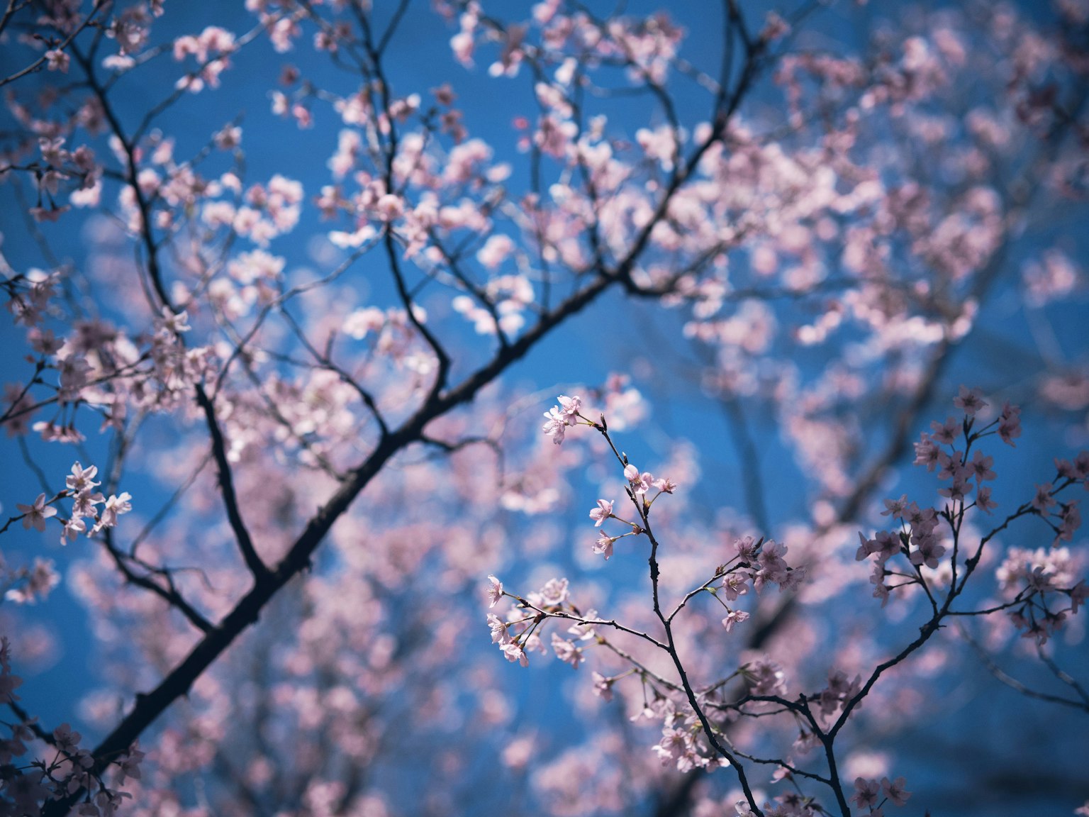 Rami di ciliegio con fiori rosa contro un cielo blu