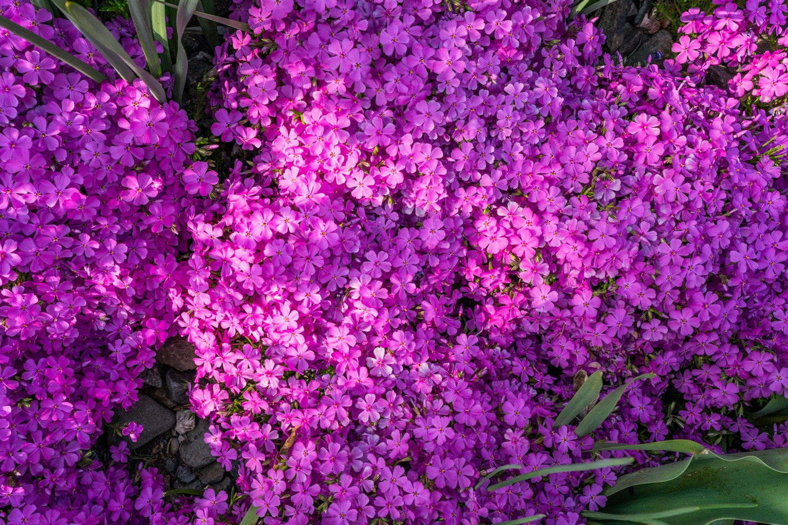 Fiori viola vivaci che fioriscono in un giardino lussureggiante