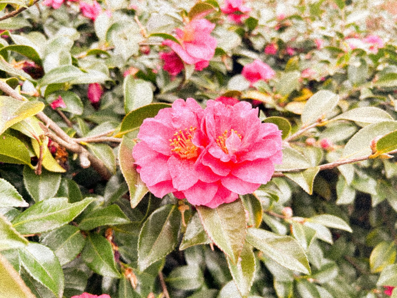 Fiori rosa che sbocciano tra le foglie verdi