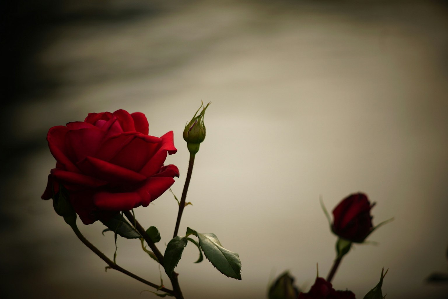 Nahaufnahme einer roten Rose mit einer Knospe