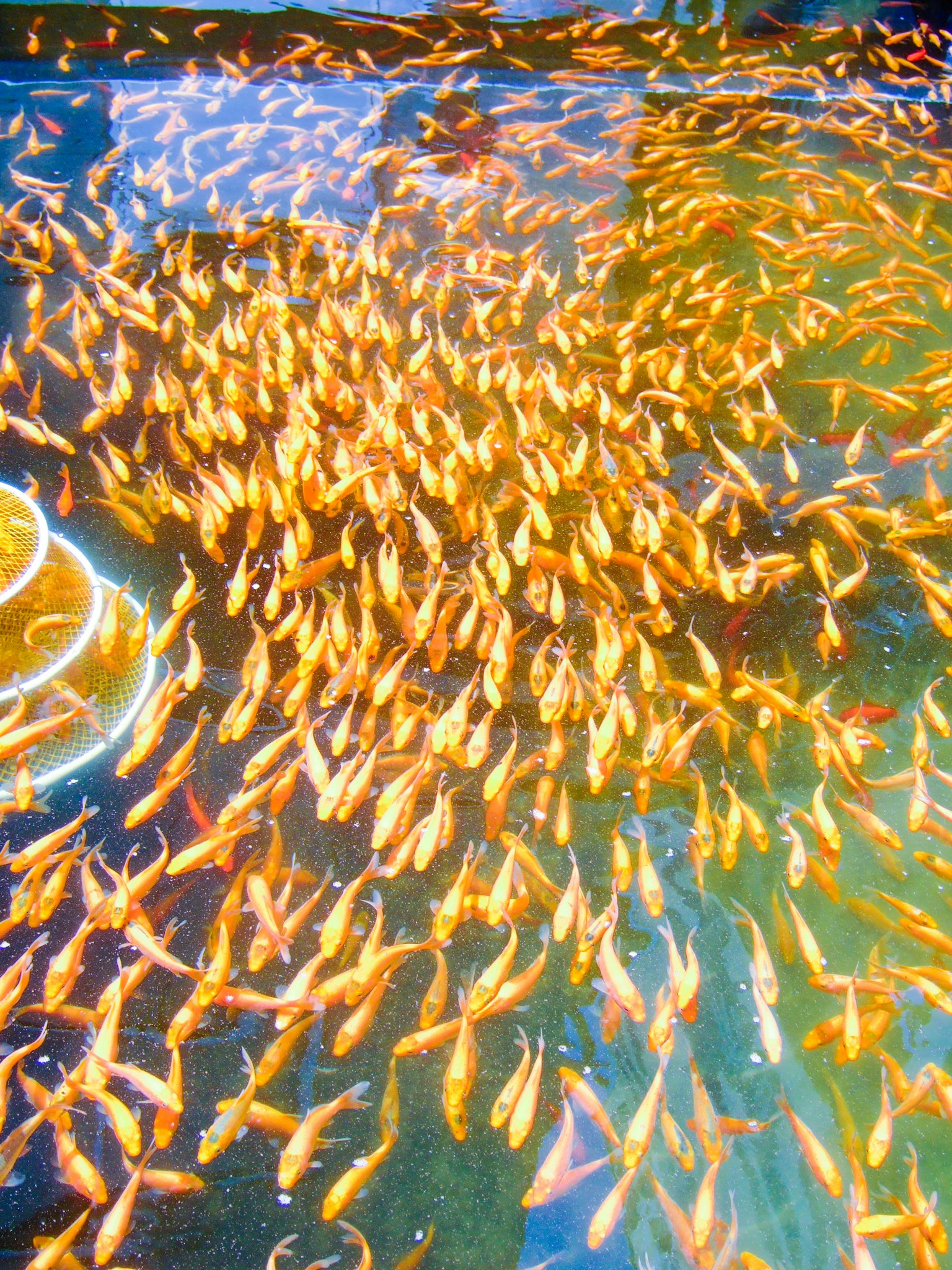 Un banco di pesci rossi sulla superficie dell'acqua con riflessi colorati