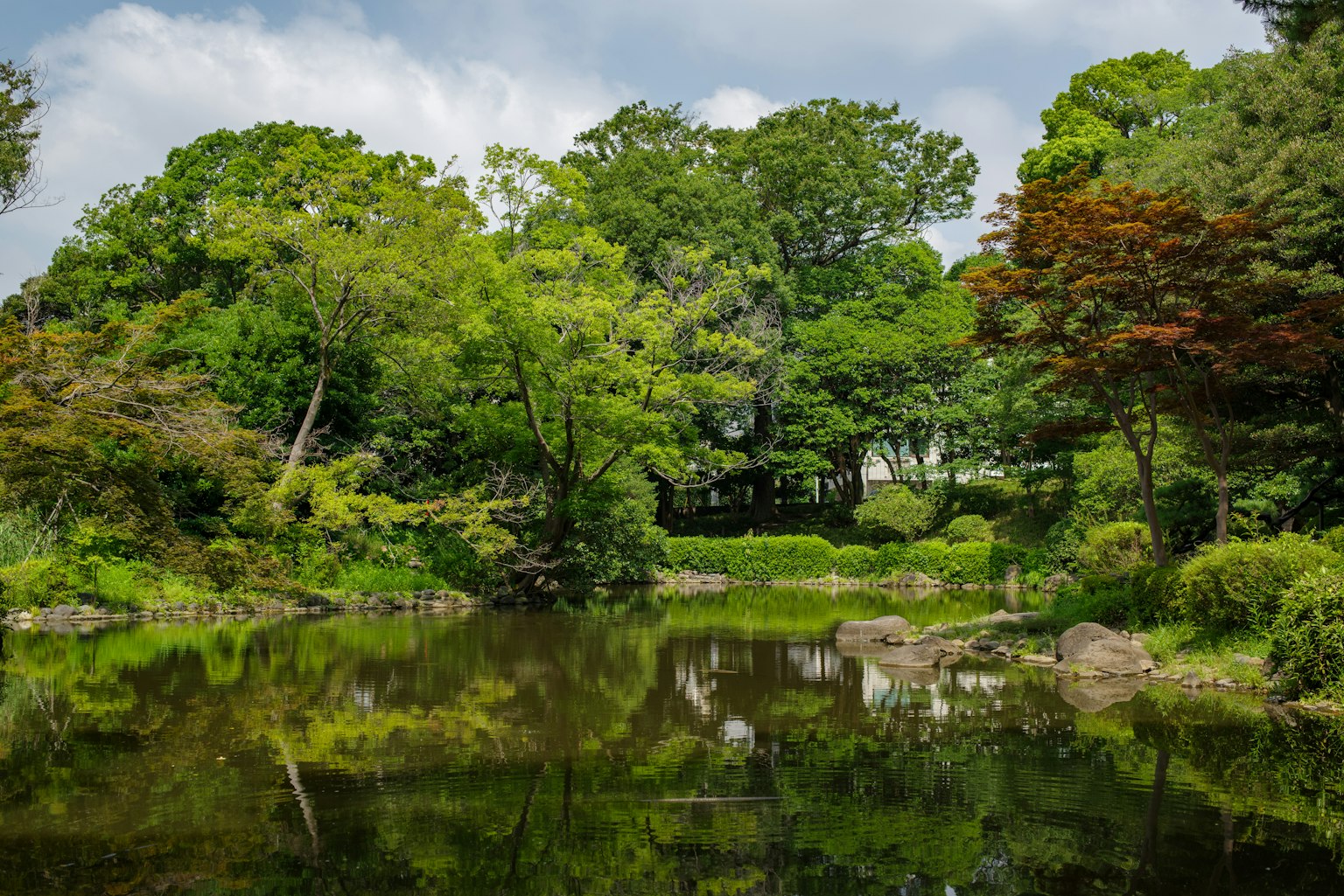 Serene pond surrounded by lush greenery