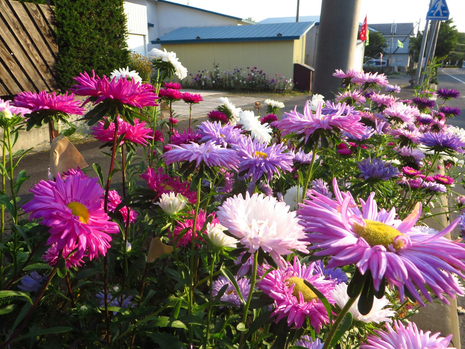 Fleurs colorées en fleurs le long d'une route