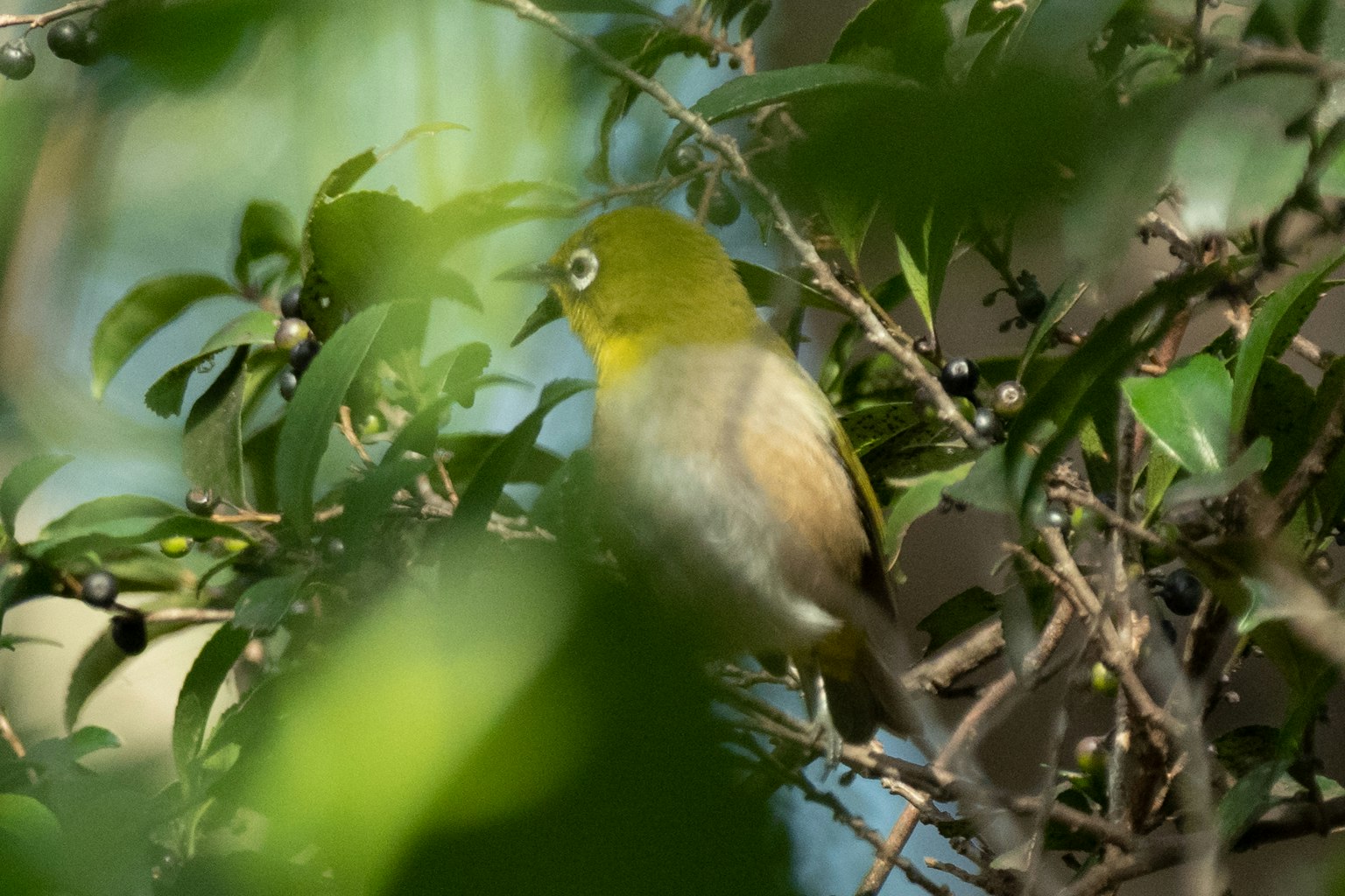 Immagine di un piccolo uccello nascosto tra le foglie verdi