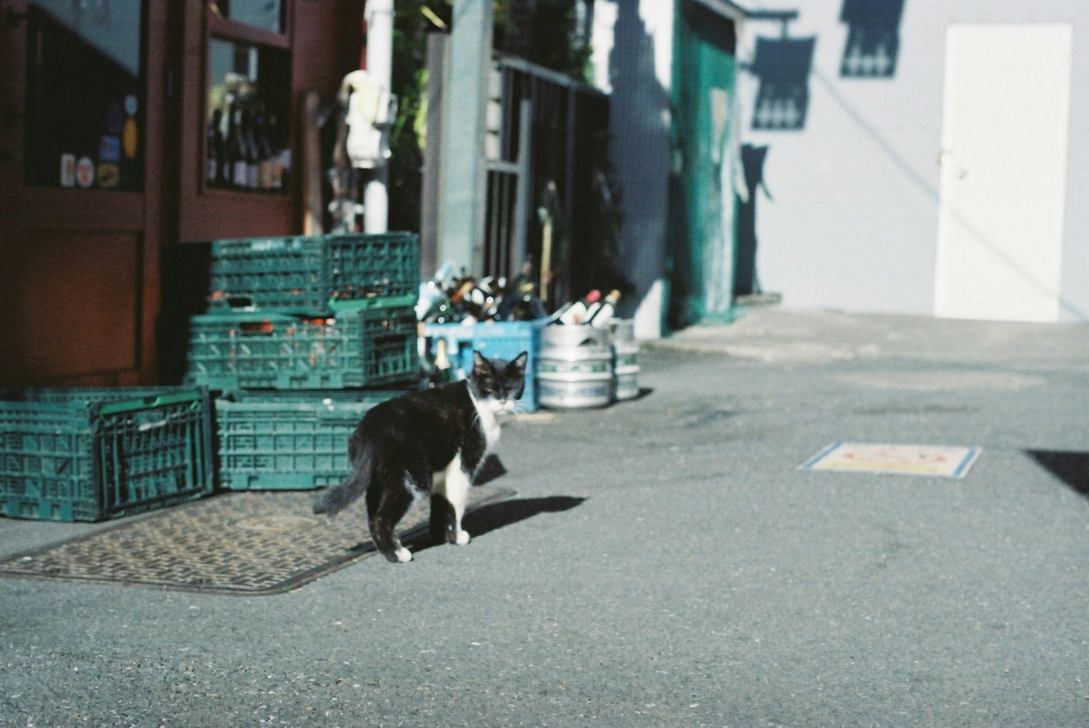 A black and white cat walking down a street corner with green crates and metallic containers in the background