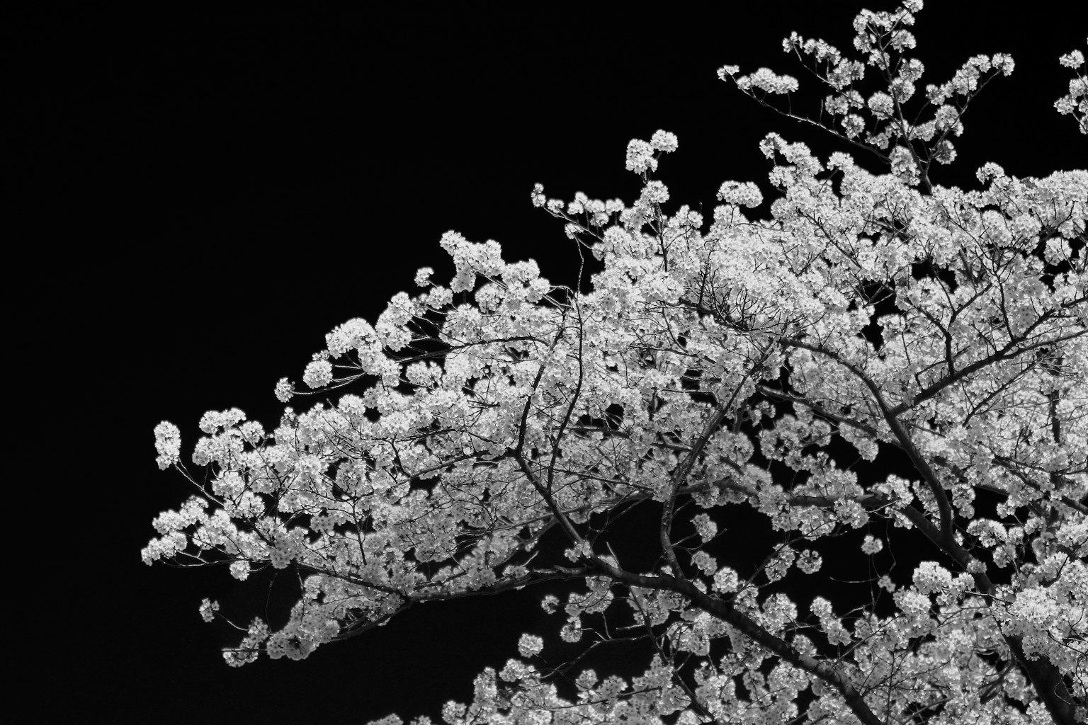 Rami di ciliegio in fiore con fiori bianchi su sfondo nero
