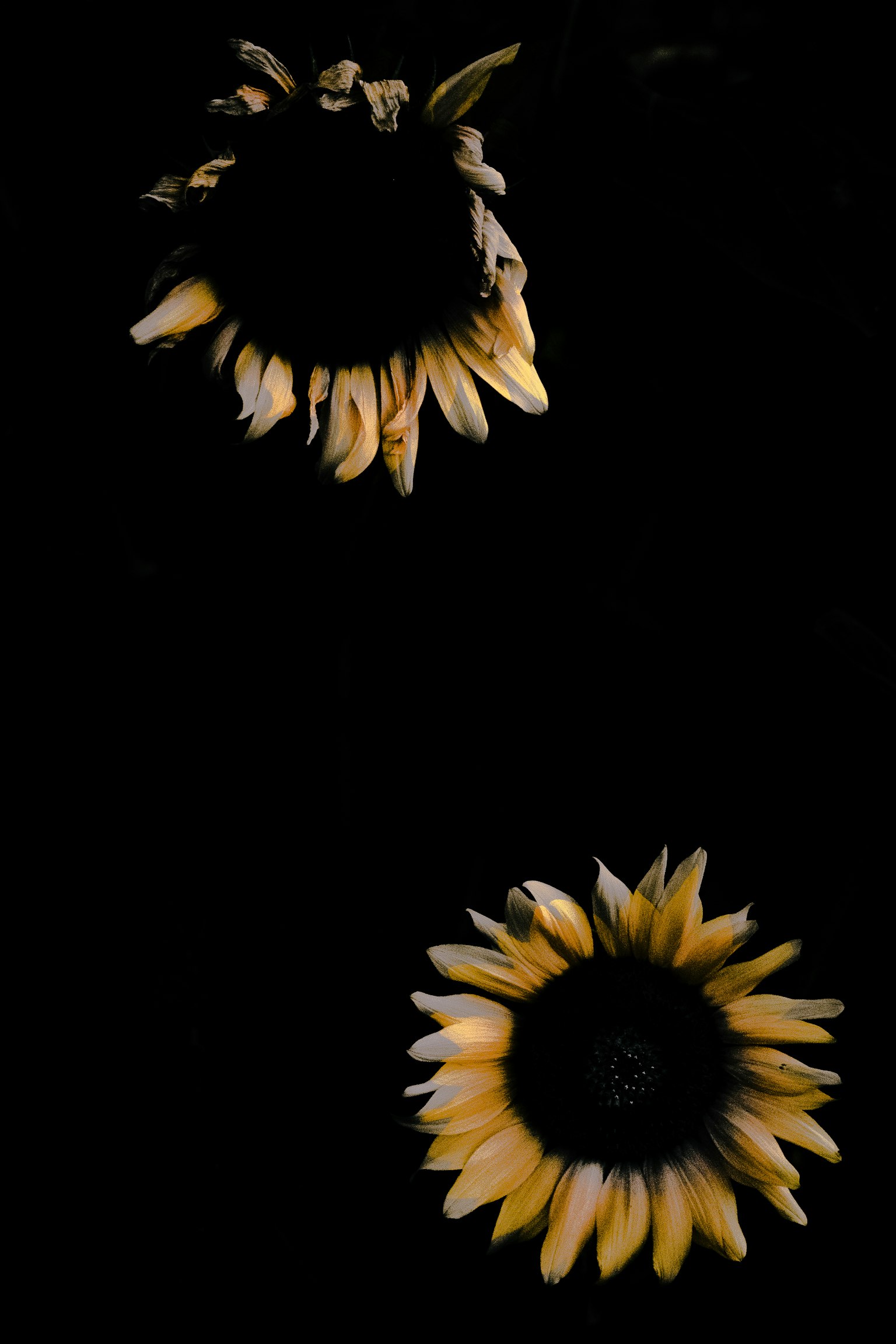 Zwei Sonnenblumen vor schwarzem Hintergrund