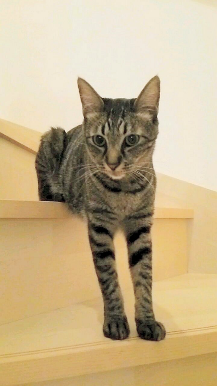 階段に座る猫のペット画像
