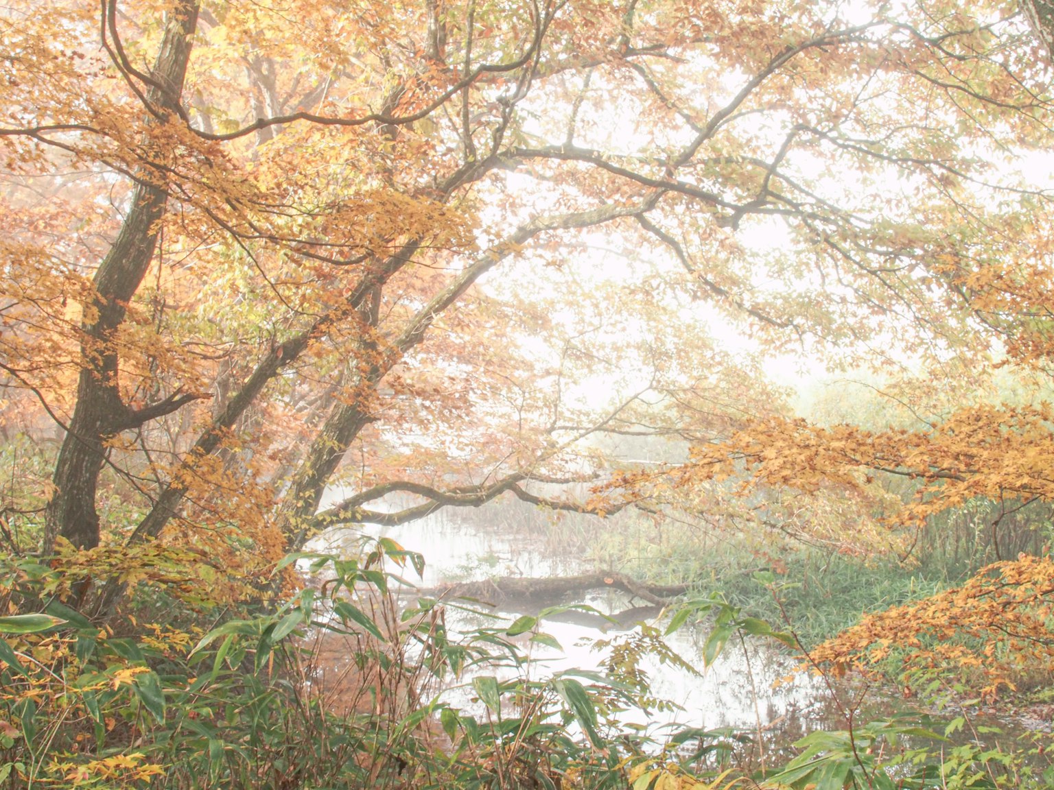 霧に包まれた秋の森の風景 色とりどりの葉が落ちる木々と静かな水面