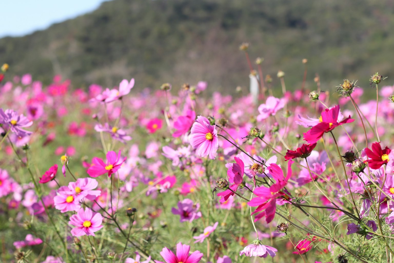 Champ de fleurs cosmos roses vibrantes en fleurs