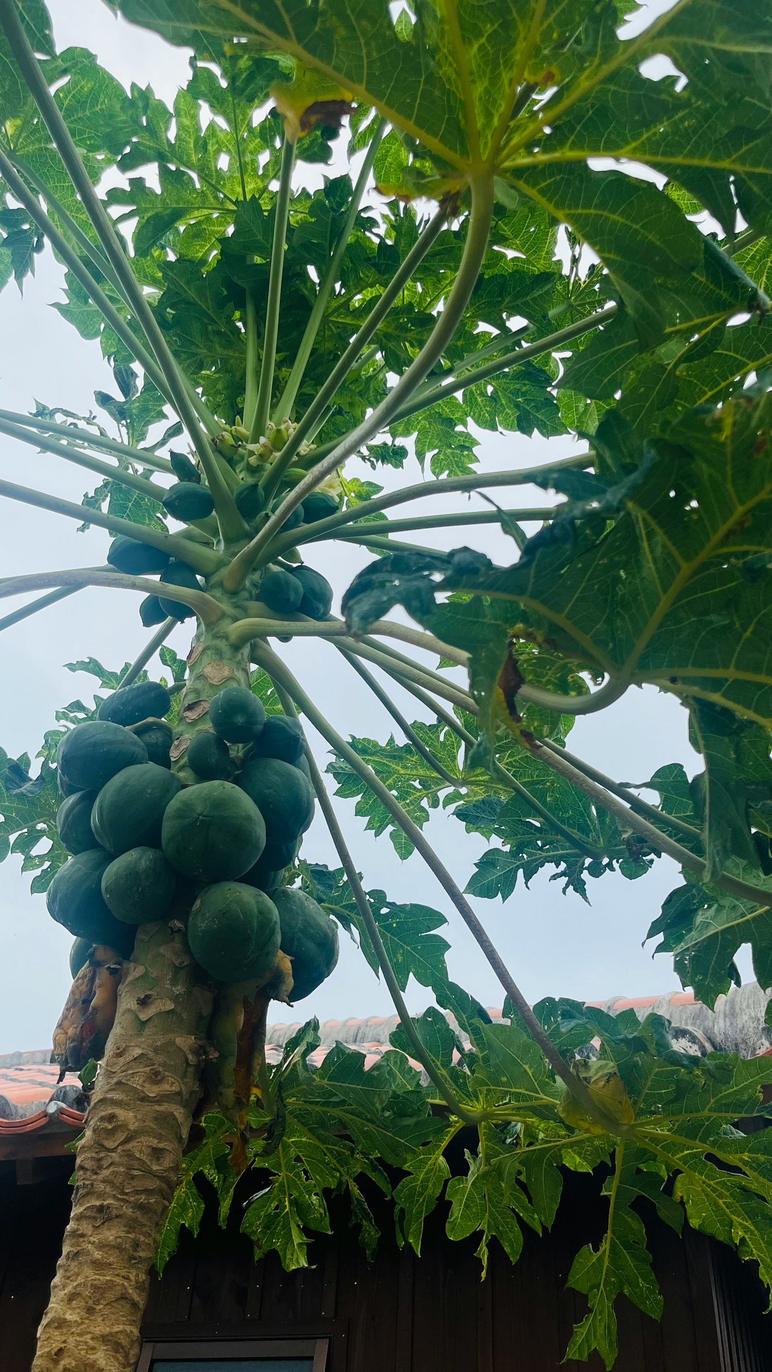 Pohon pepaya dengan banyak buah hijau yang tumbuh