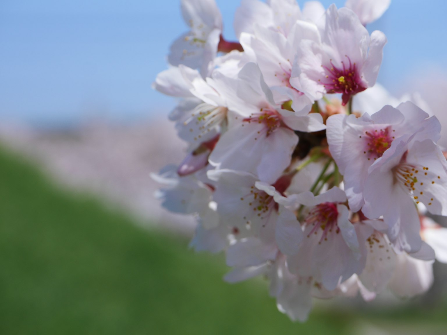 Nahaufnahme von Kirschblüten mit rosa Blütenblättern vor blauem Himmel und grünem Hintergrund