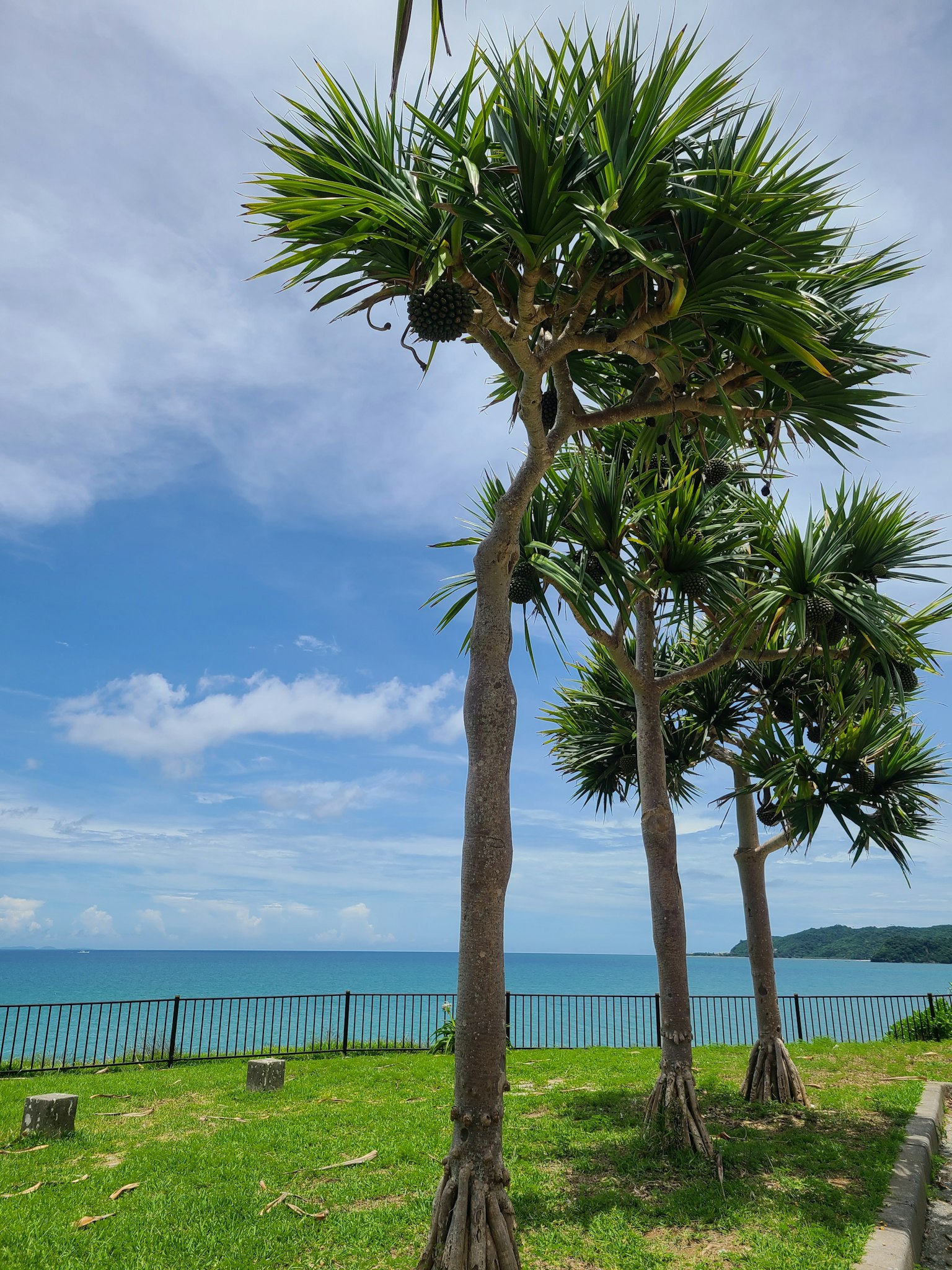Eine Reihe von Palmen am blauen Meer und Himmel
