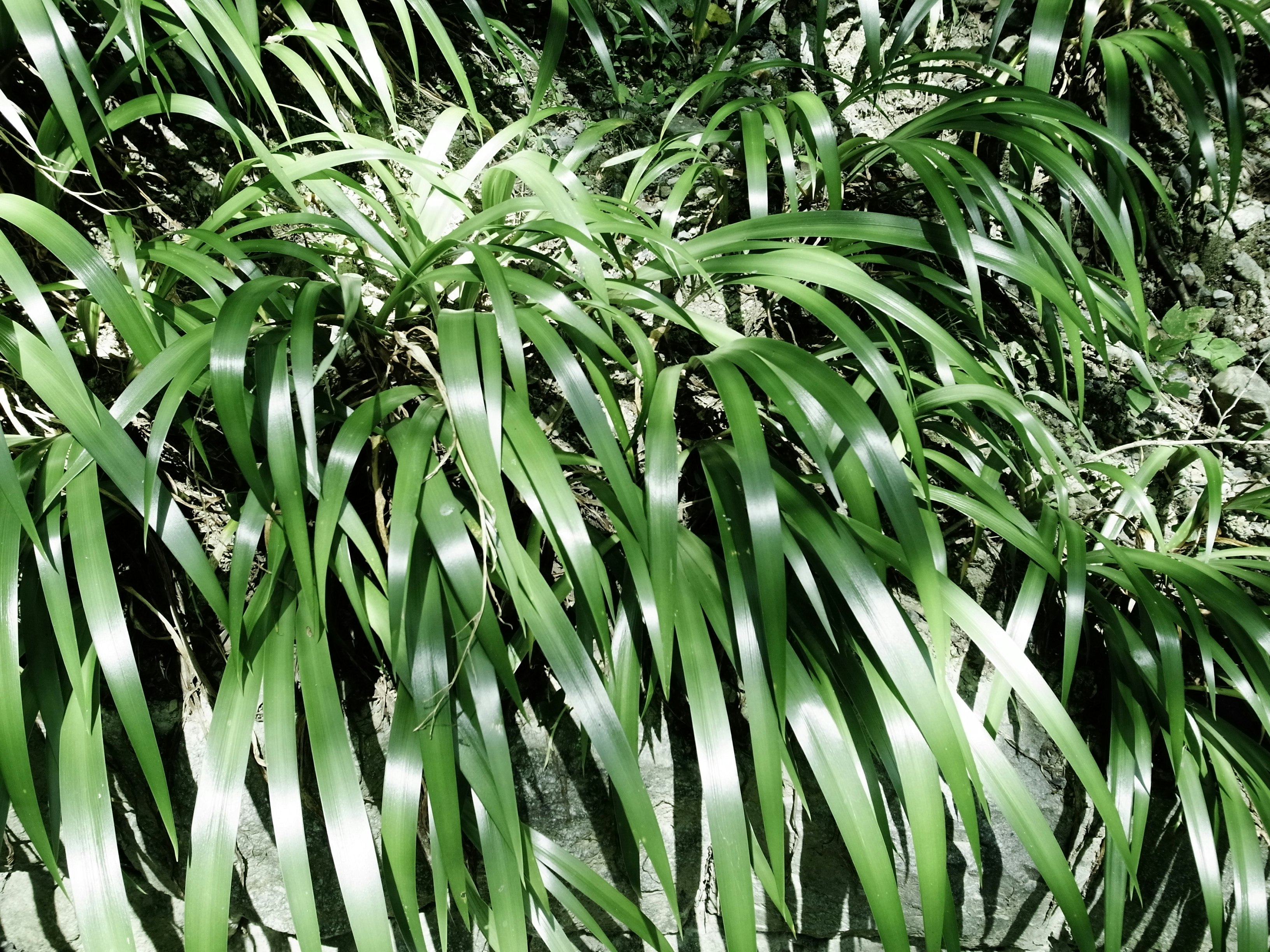 斑入りの葉が密に茂る観葉植物の葉先
