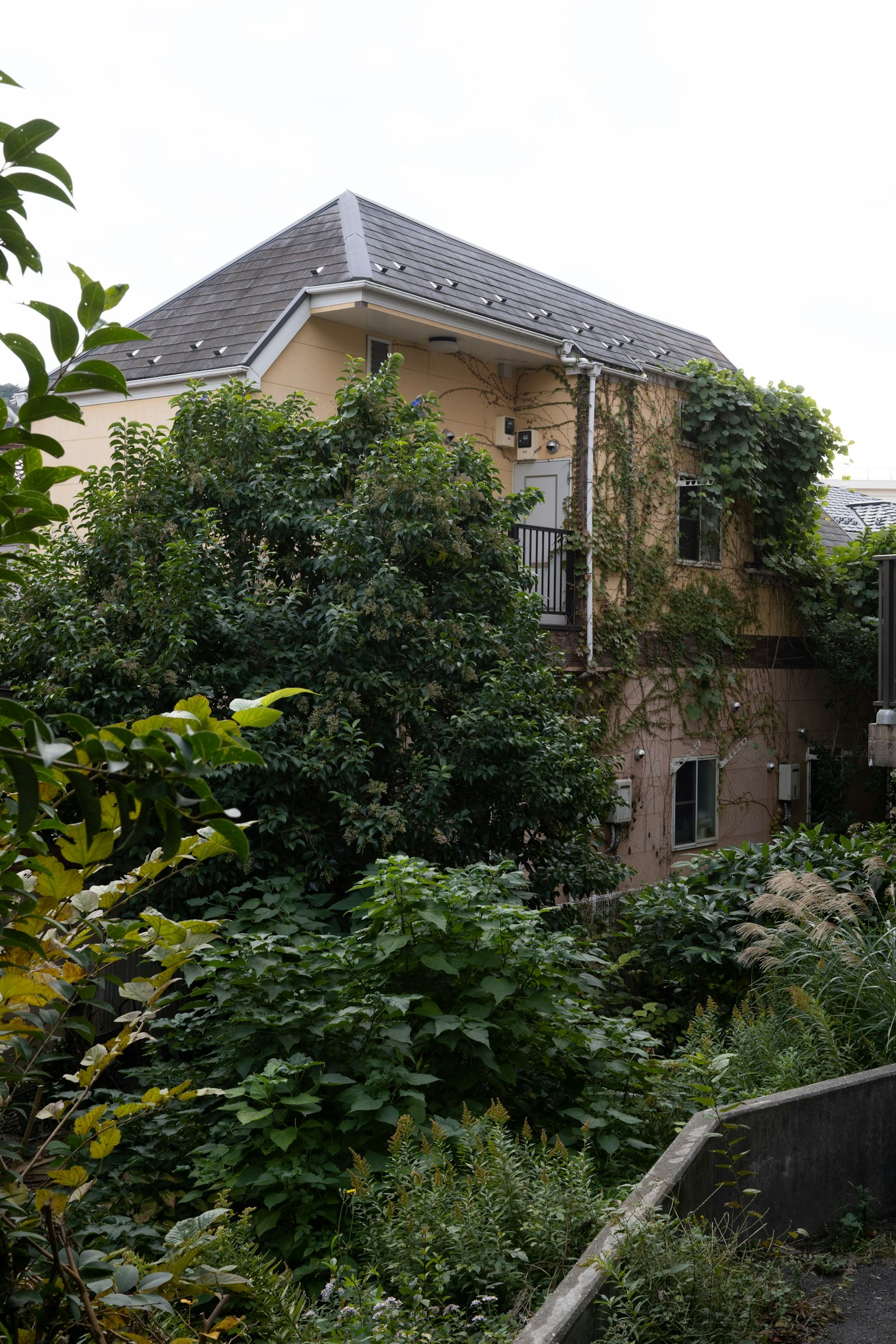 A house surrounded by lush greenery and various plants