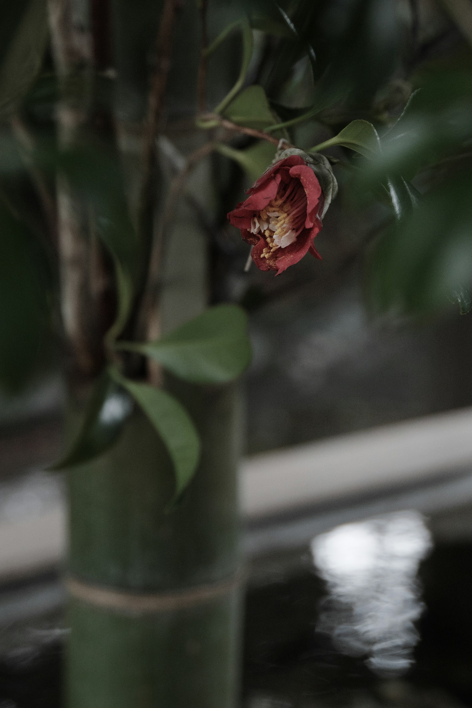 Rote Blume blüht an einem Bambusstamm mit grünen Blättern