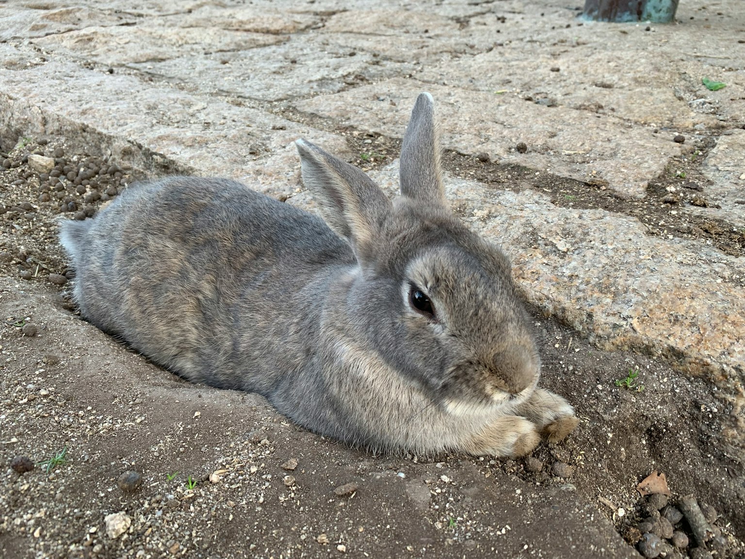 Gray rabbit lying on the ground