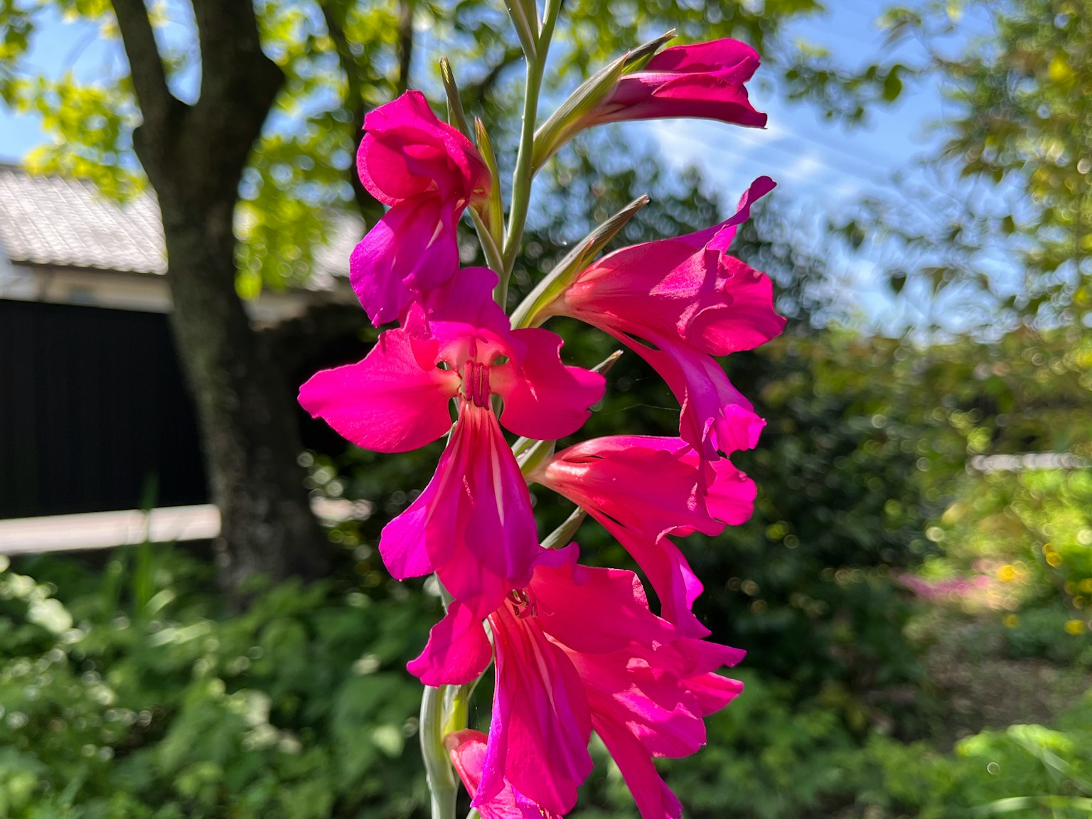 Gros plan d'une fleur rose vive en pleine floraison