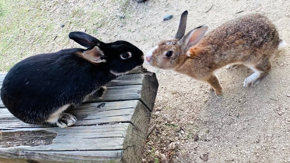 Rabbits facing each other on a wooden board