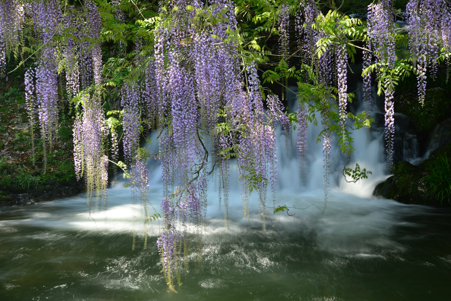 Una bella scena con fiori di glicine viola che pendono su uno stagno tranquillo