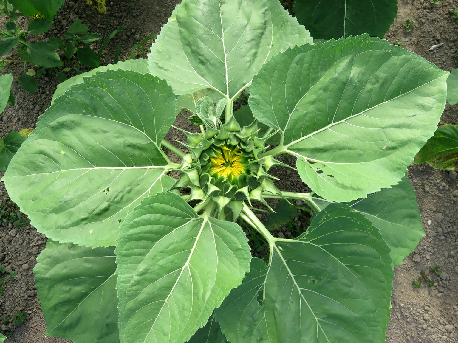 Bocciolo di girasole con grandi foglie verdi