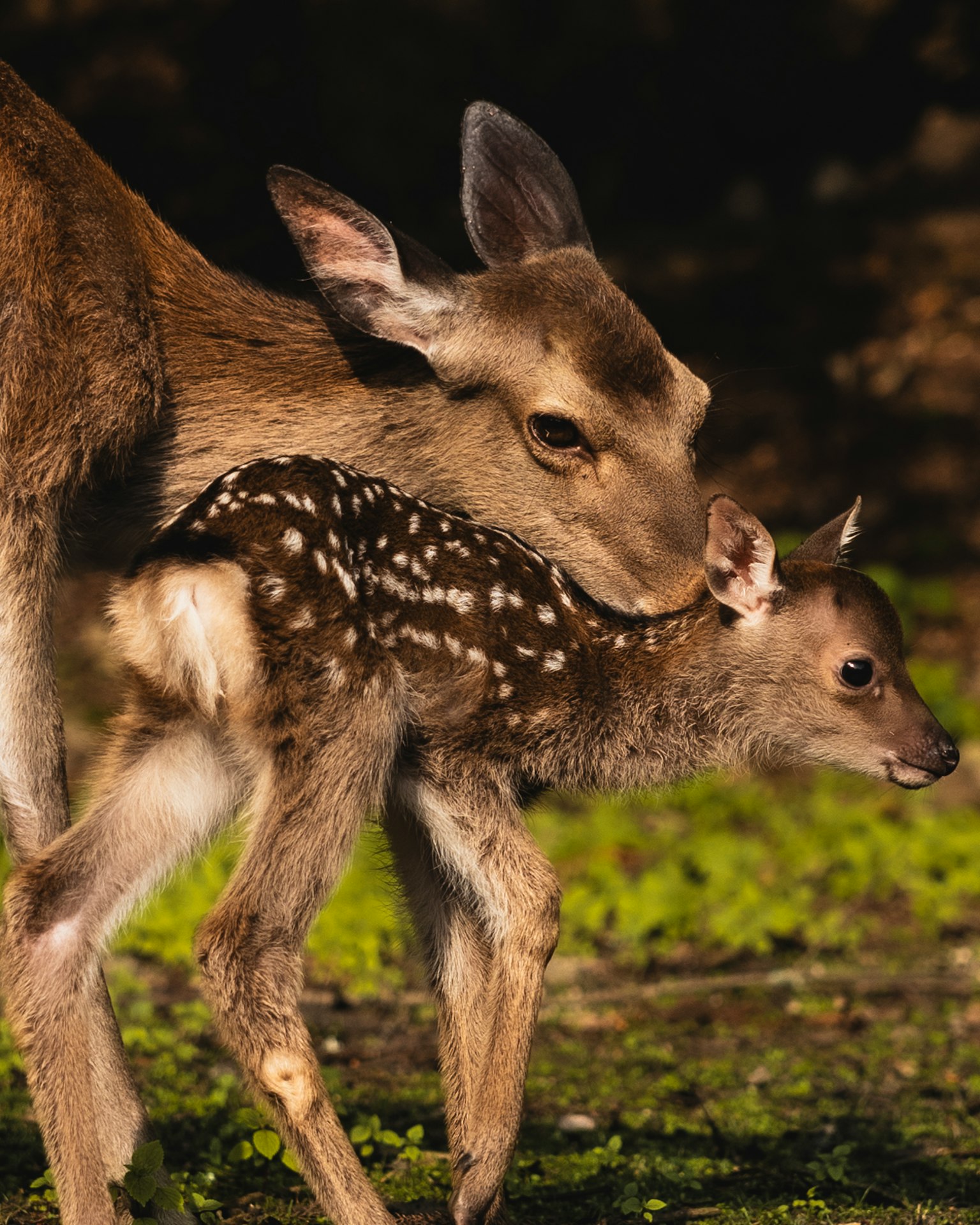 A doe and fawn nuzzling in a natural setting