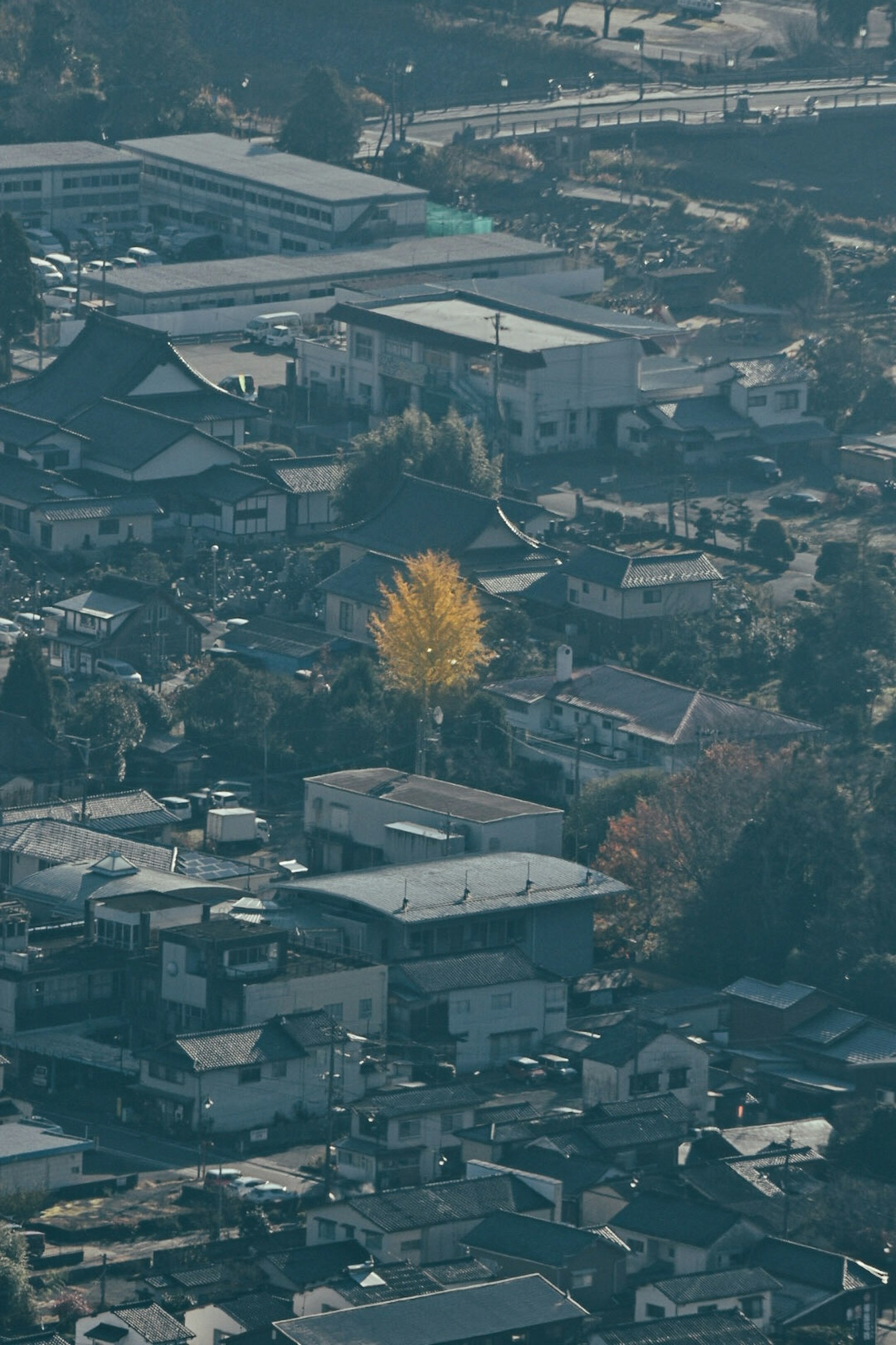 秋の色合いの中に目立つ黄色い木と周囲の住宅街