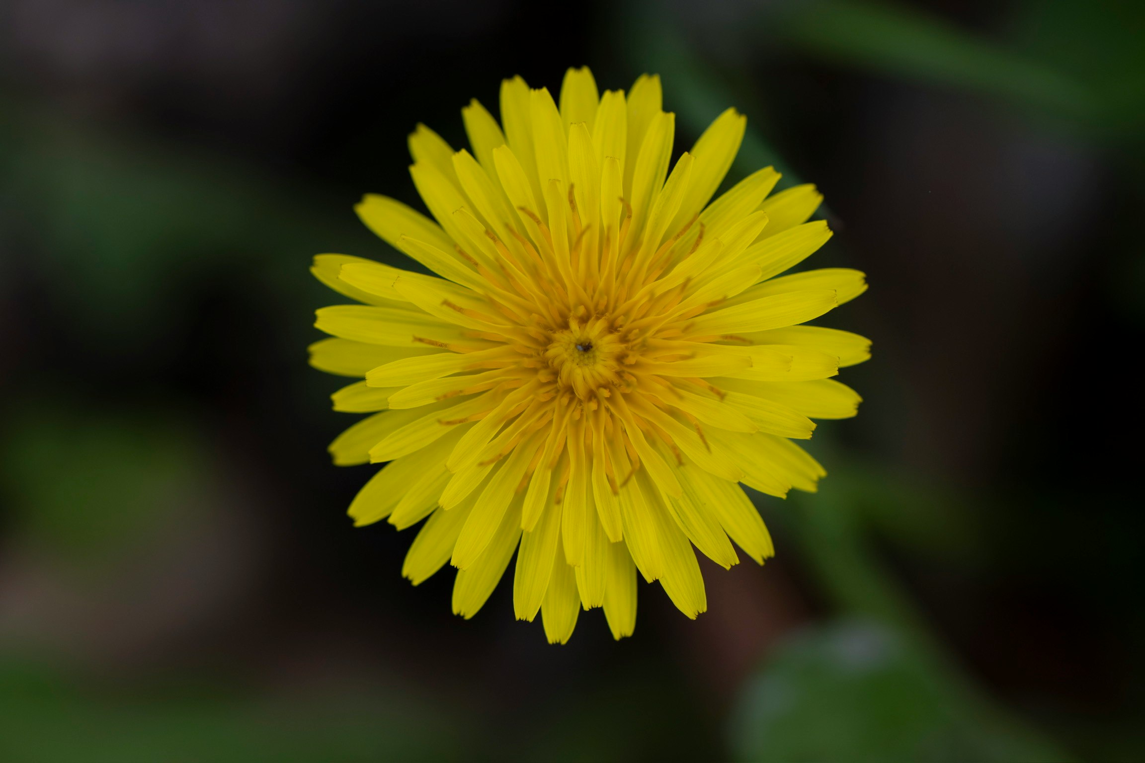 Nahaufnahme einer gelben Blume