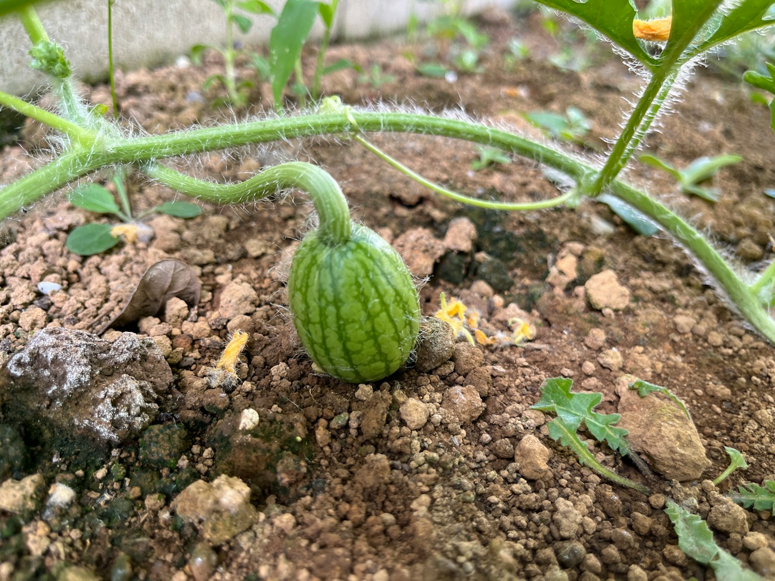 Un piccolo frutto di zucca che cresce sul terreno