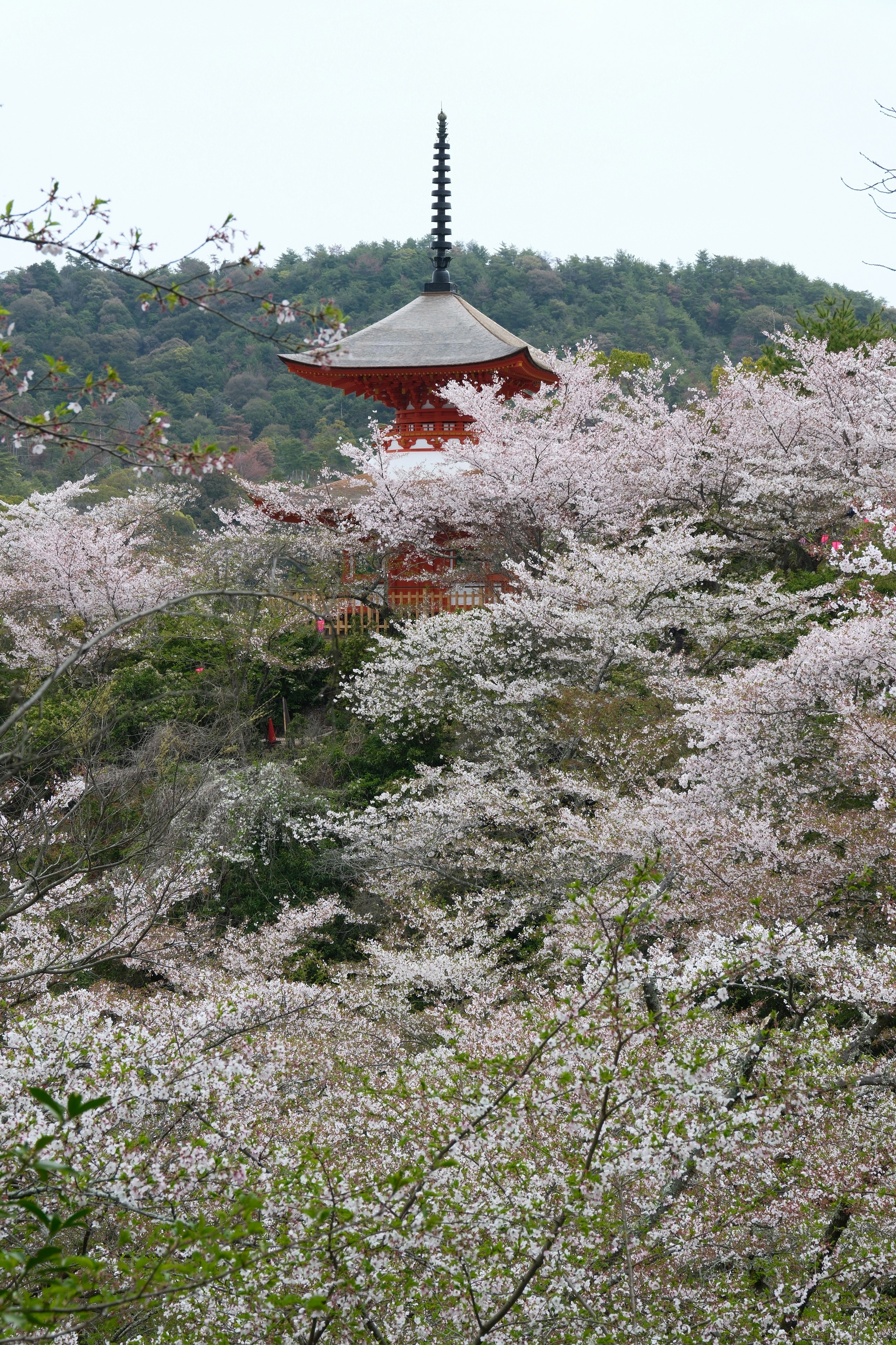 桜咲く宮島の厳島神社の五重塔