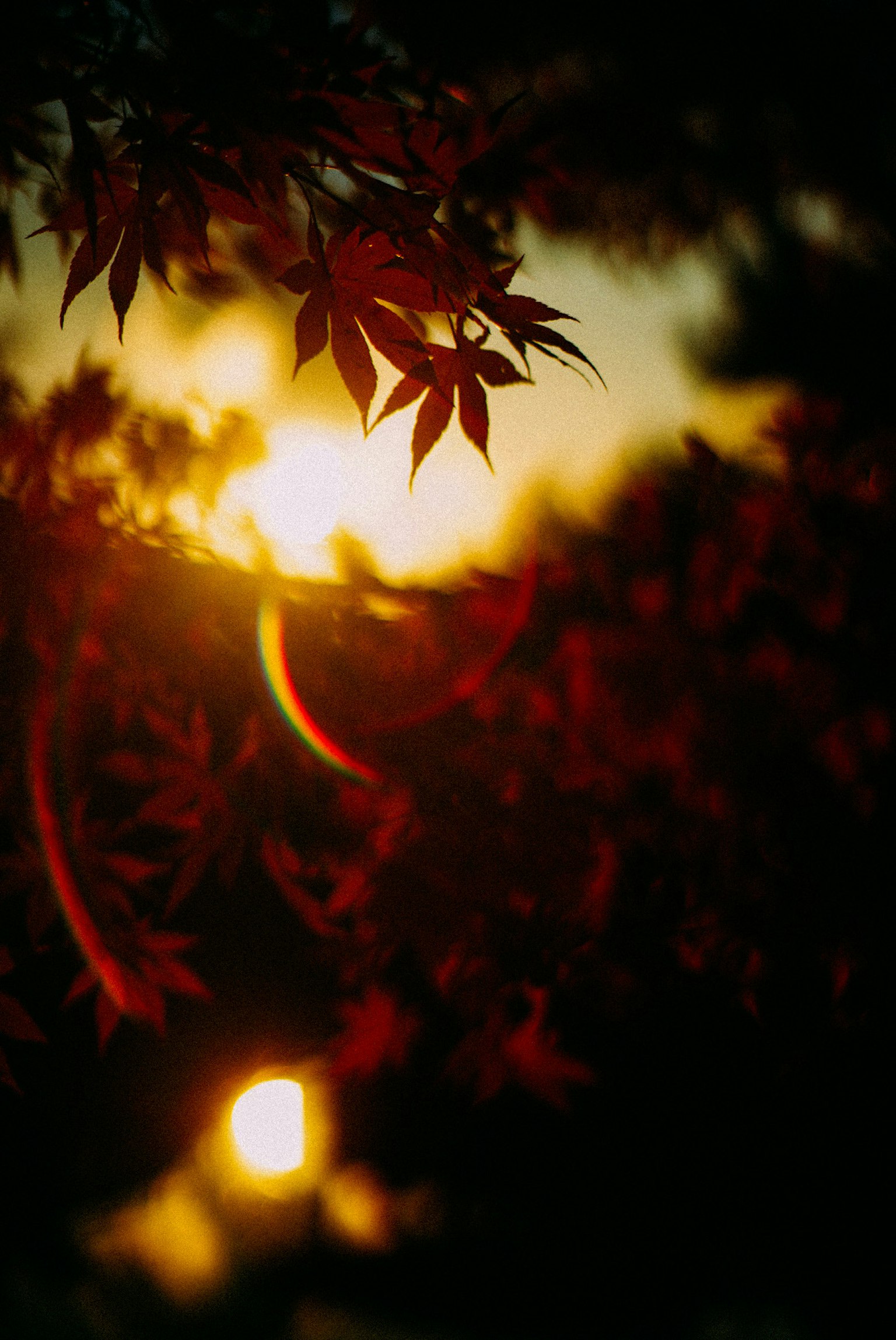 Silhouette de feuilles d'automne contre un coucher de soleil