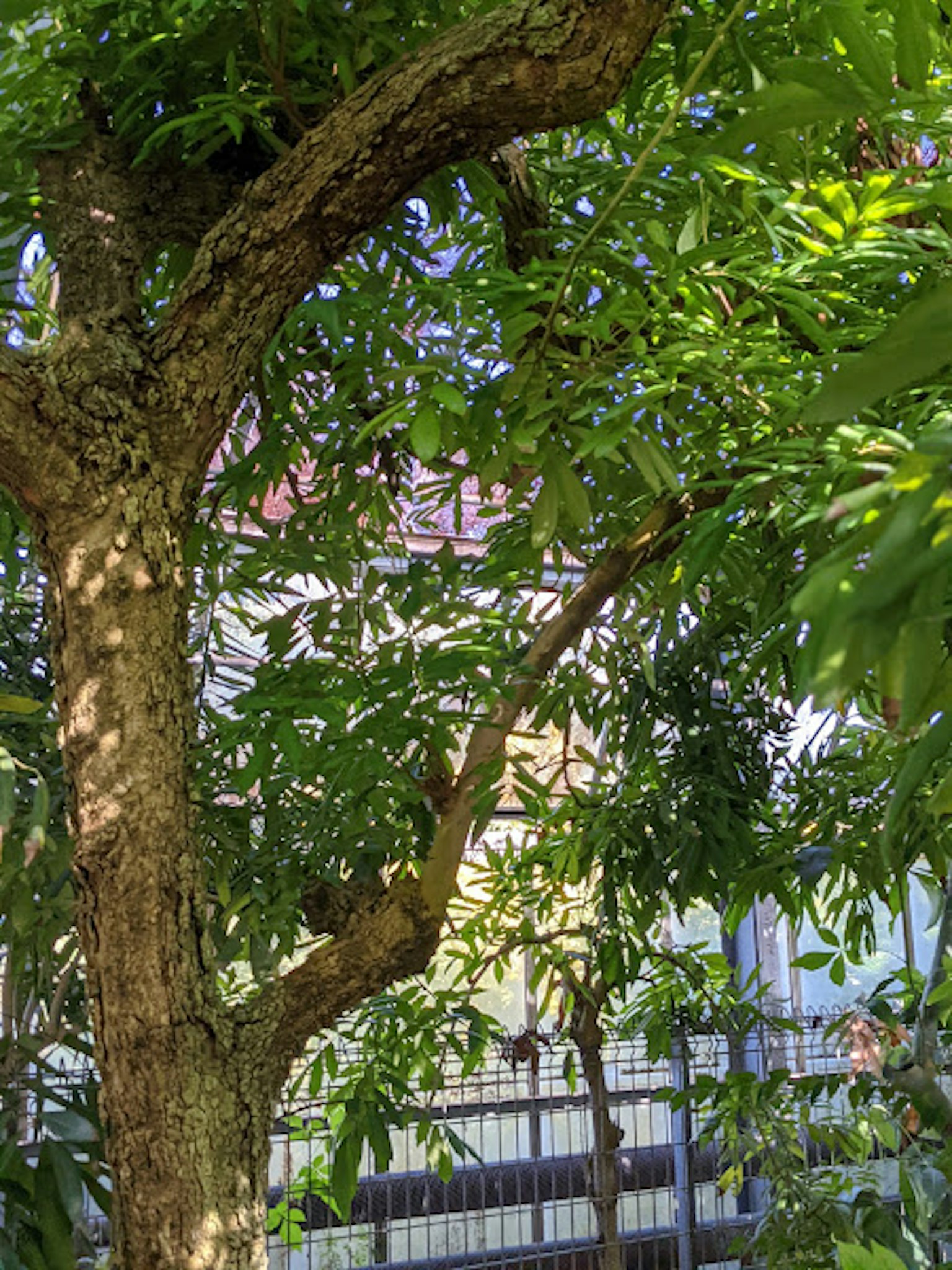 Tree with lush green leaves and a building in the background