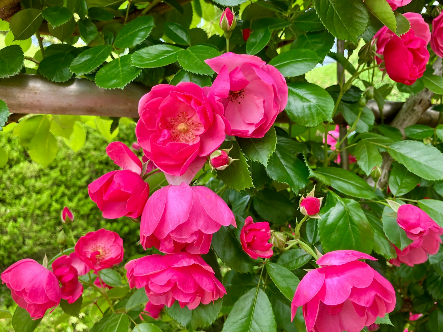 Vibrant pink roses blooming among green leaves