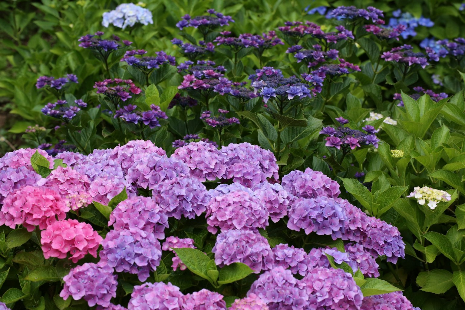 五彩缤纷的绣球花在花园中盛开