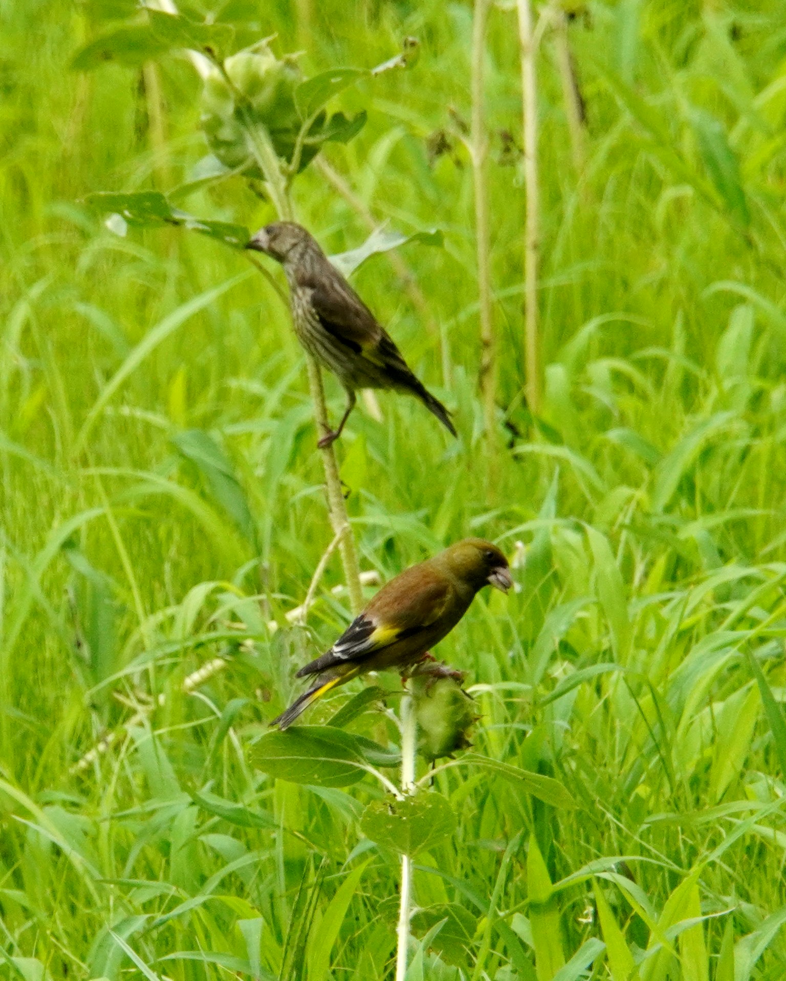 Due uccelli appollaiati su una pianta in un campo erboso verde un uccello sopra e l'altro sotto