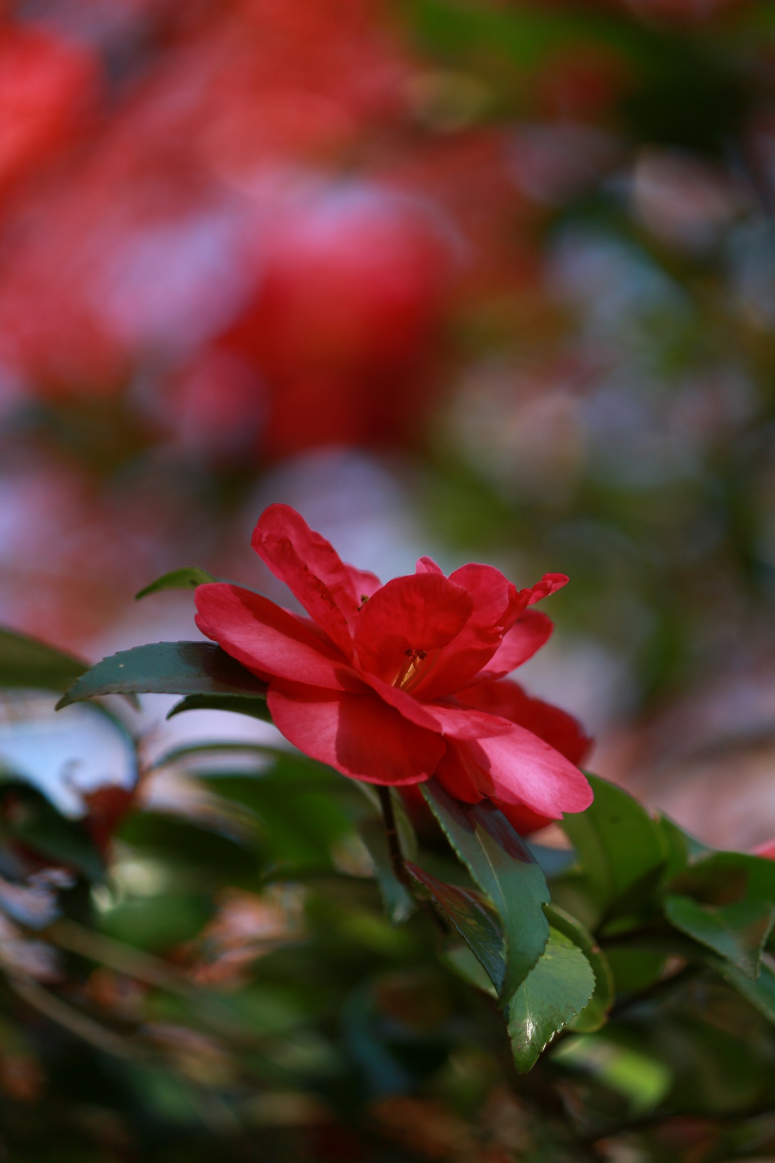 Nahaufnahme einer roten Kamelienblüte mit grünen Blättern