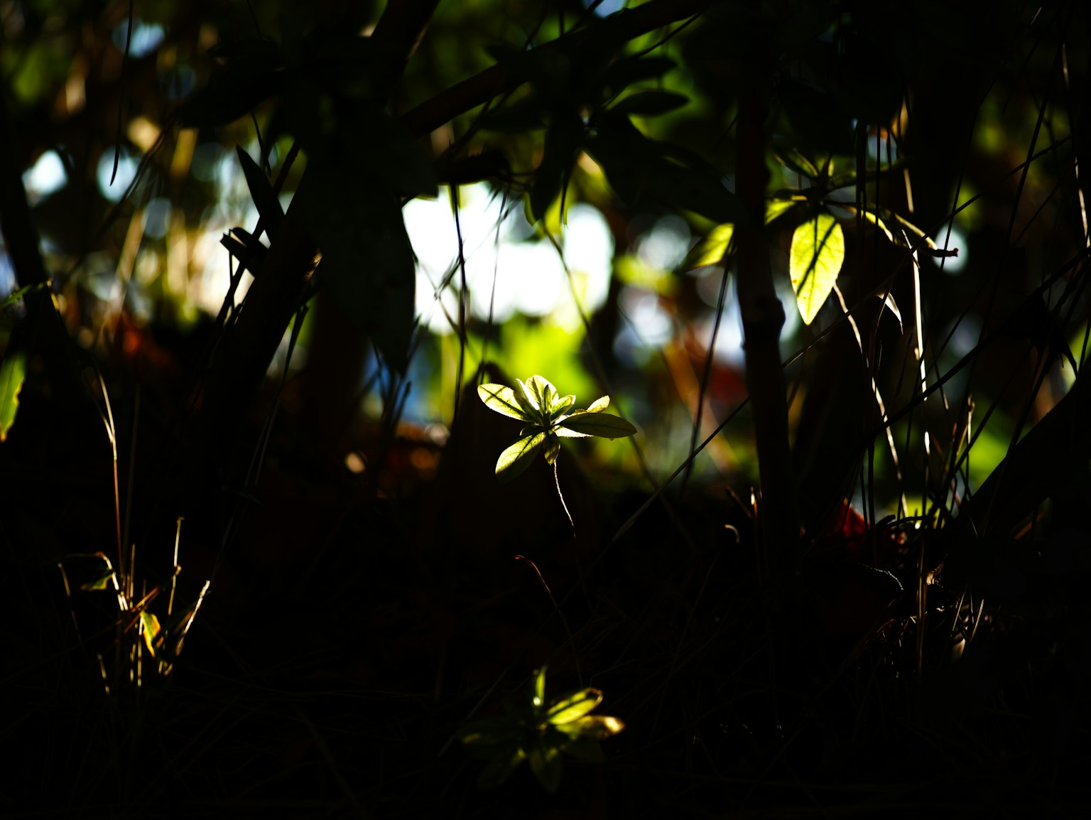Plants with leaves illuminated by soft light against a dark background