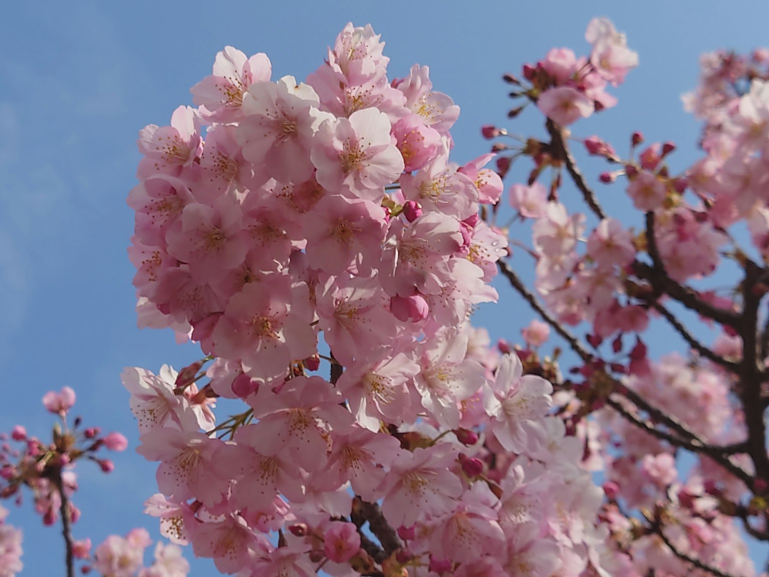 Cherry blossoms blooming under a blue sky