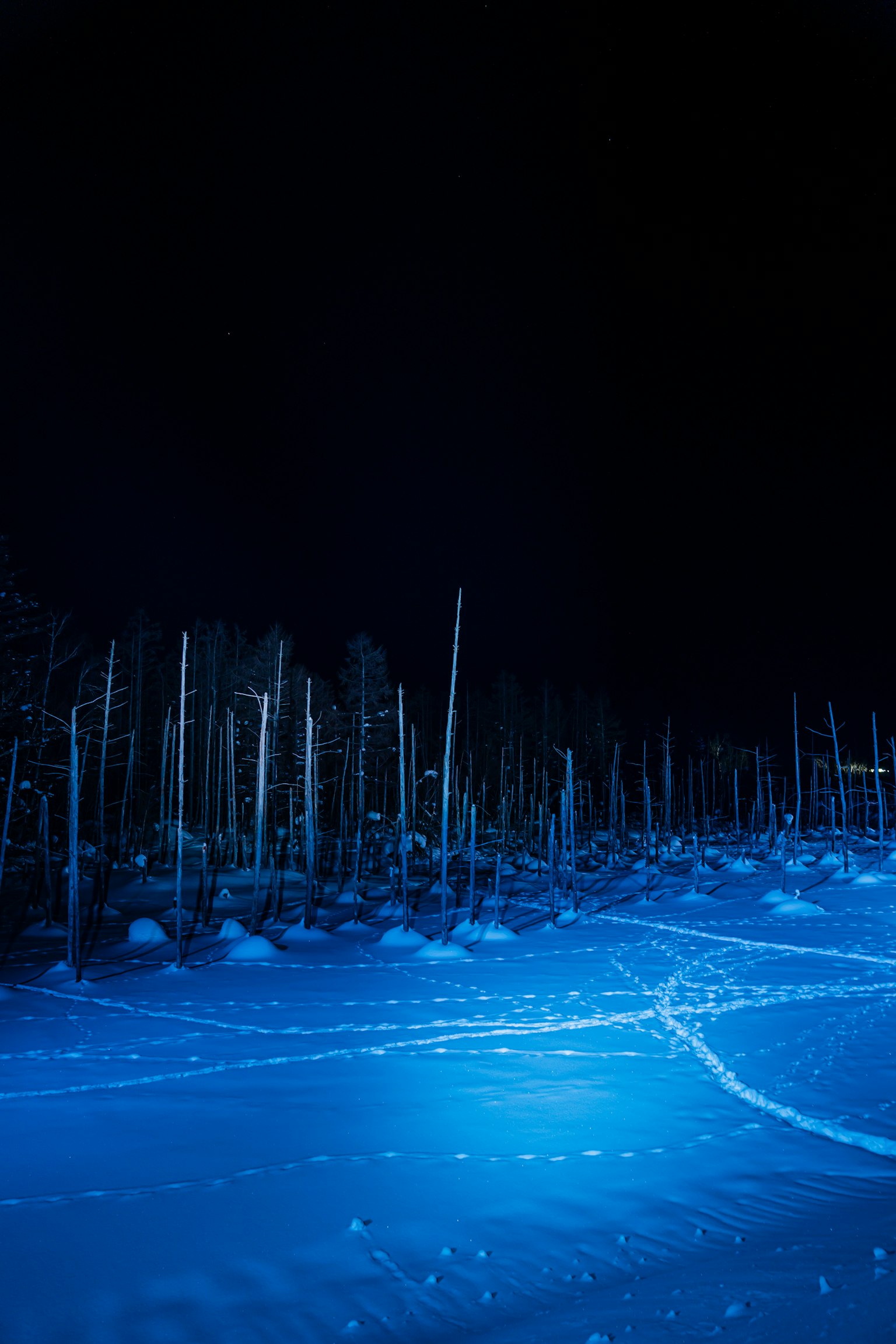 A winter landscape illuminated by blue light with silhouetted trees