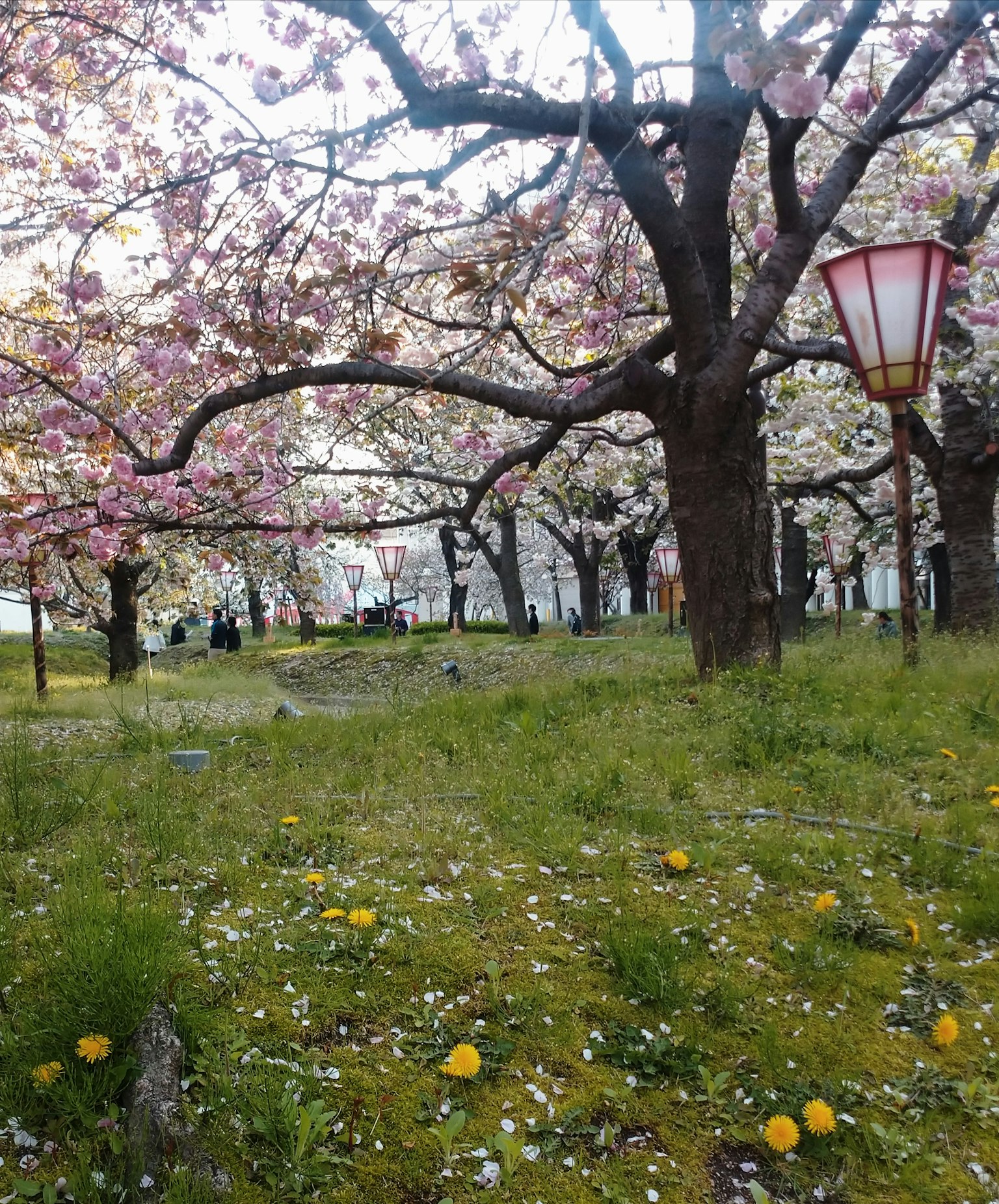 盛開的櫻花樹公園景色 綠色草地上散落著黃色花朵 明亮的燈籠在場