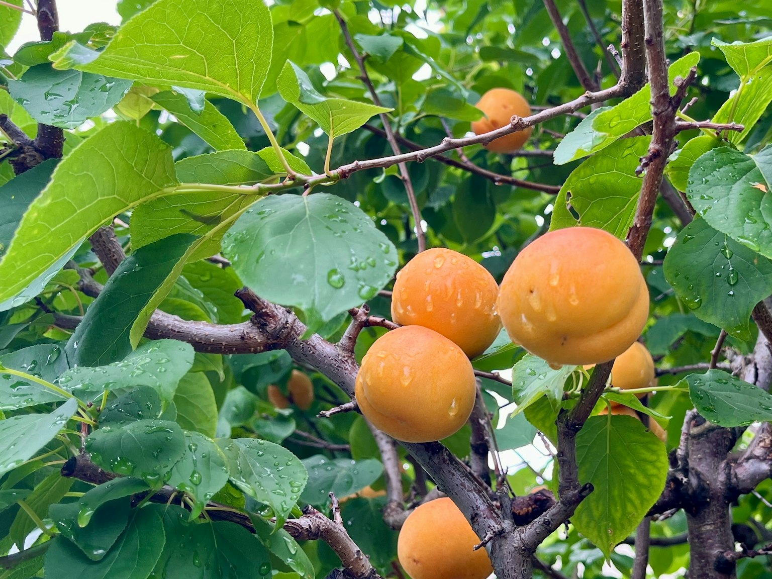 Buah oranye tumbuh di antara daun hijau subur