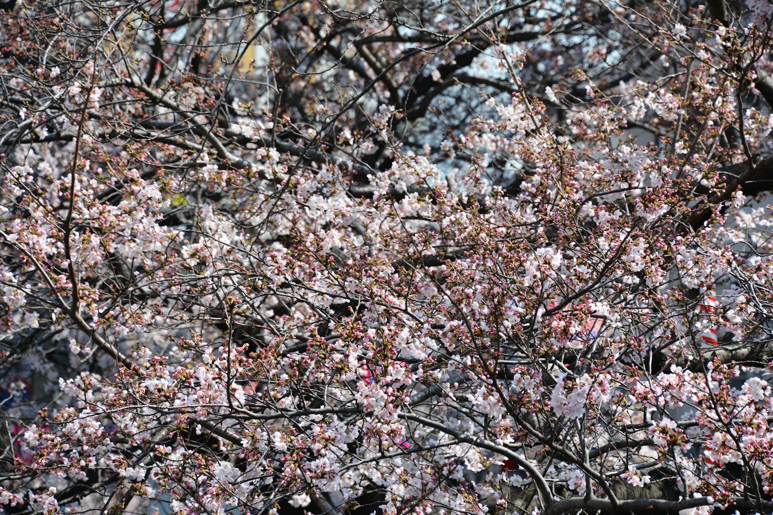 Close-up of cherry blossom branches in full bloom