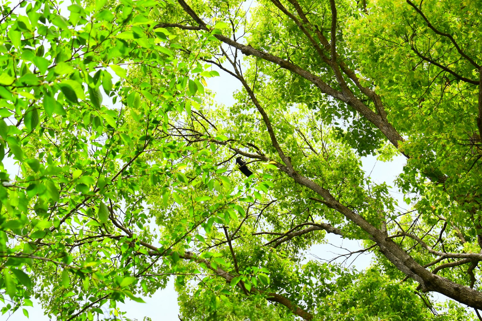 Pohon hijau subur dengan daun cerah di bawah langit cerah