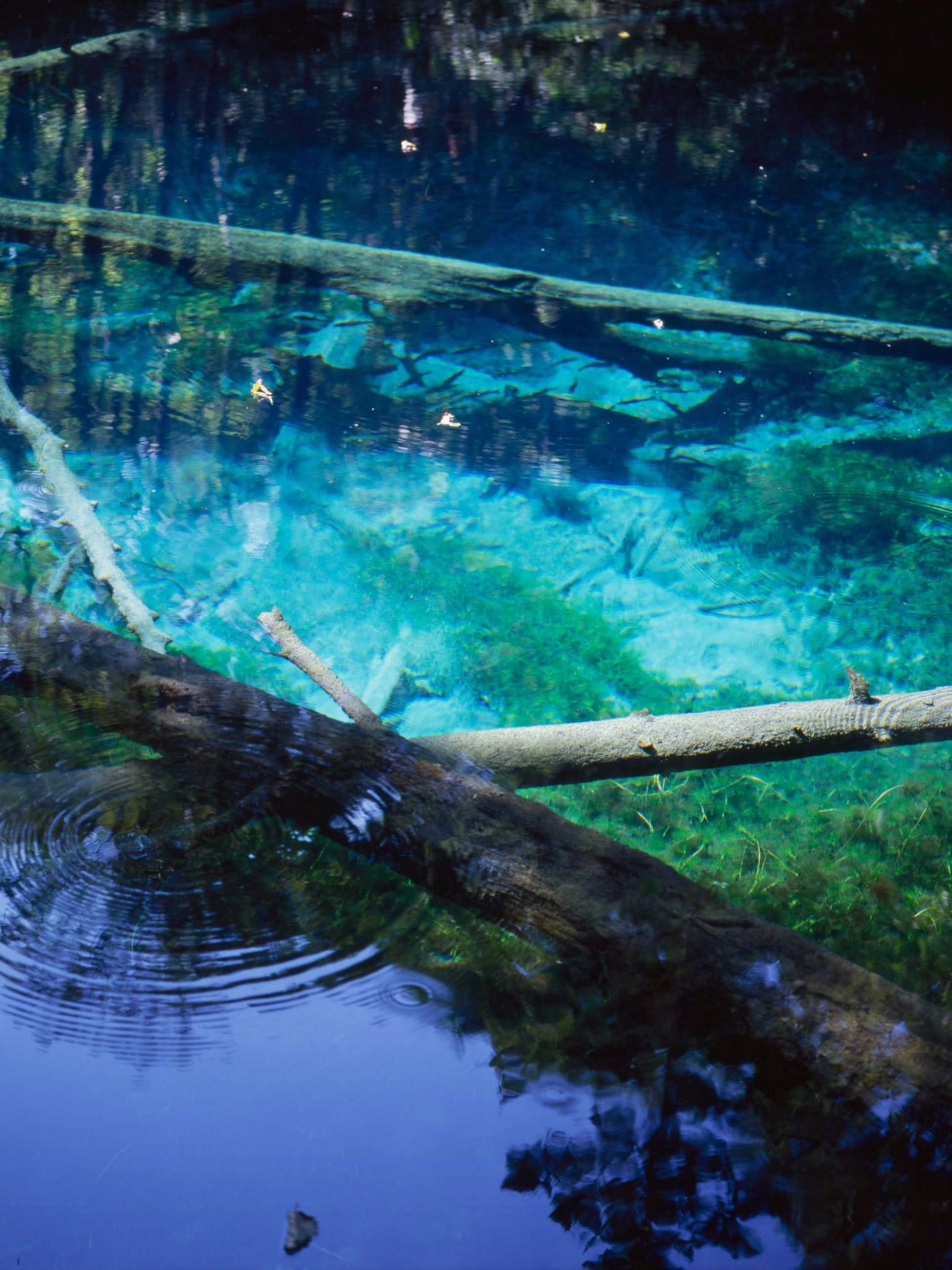 Agua azul clara con ramas sumergidas y reflejos