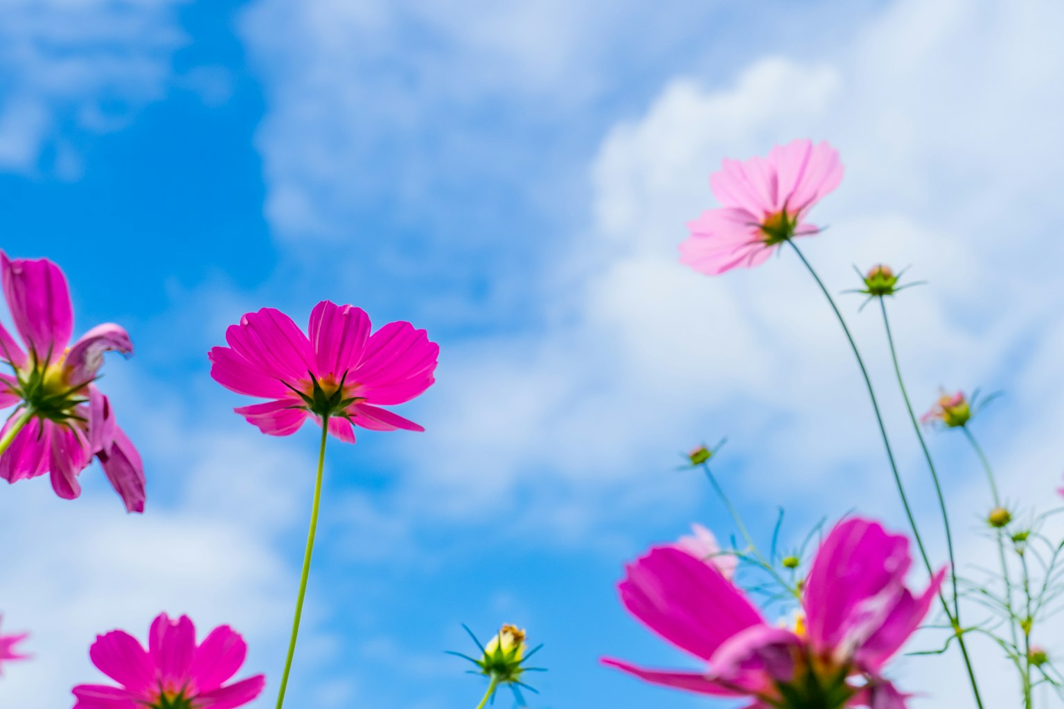 Fiori rosa che sbocciano sotto un cielo blu con nuvole bianche