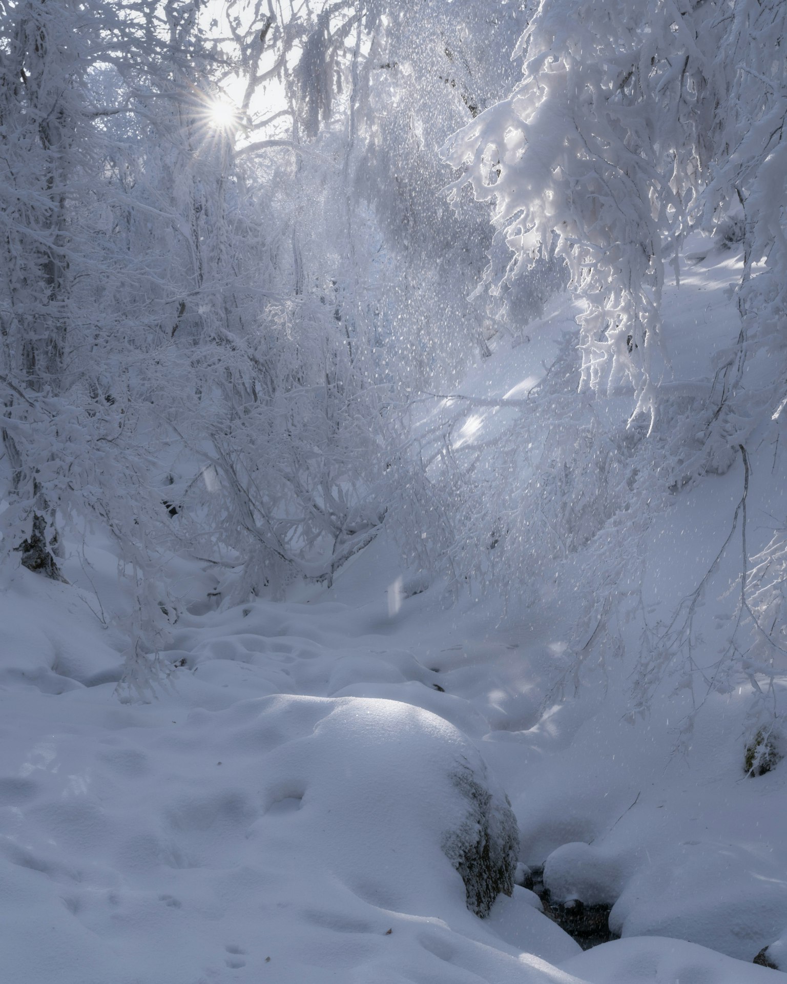 Snow-covered forest scene with sunlight filtering through a tranquil path
