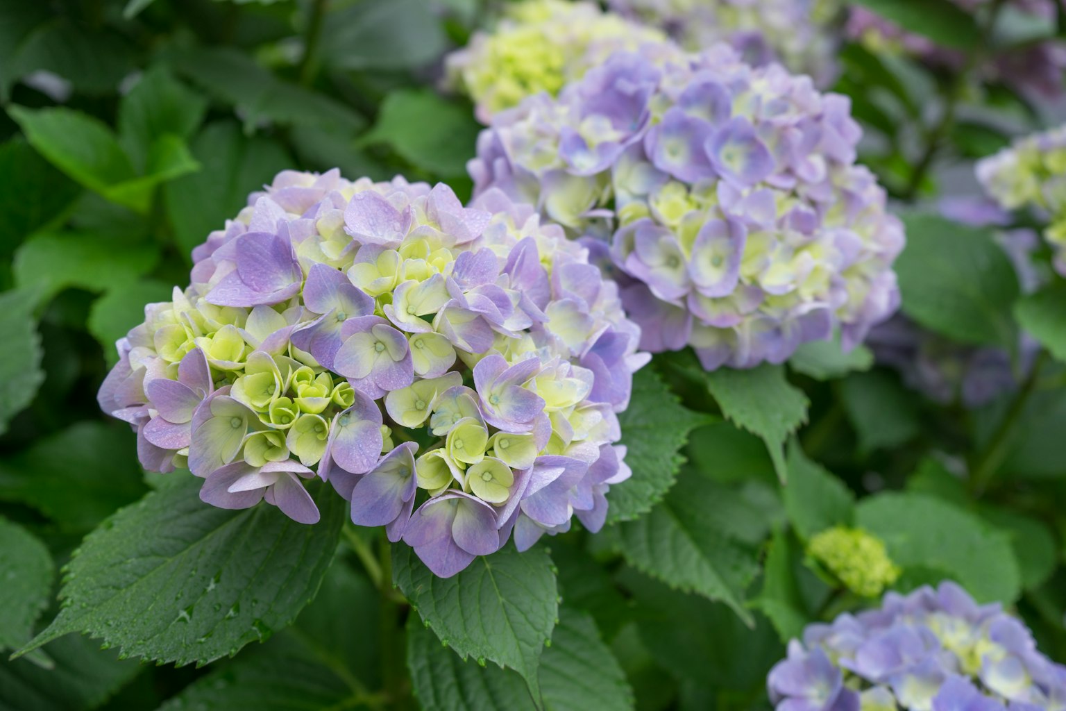 Racimo de flores de hortensia en púrpura pálido y amarillo-verde con hojas verdes