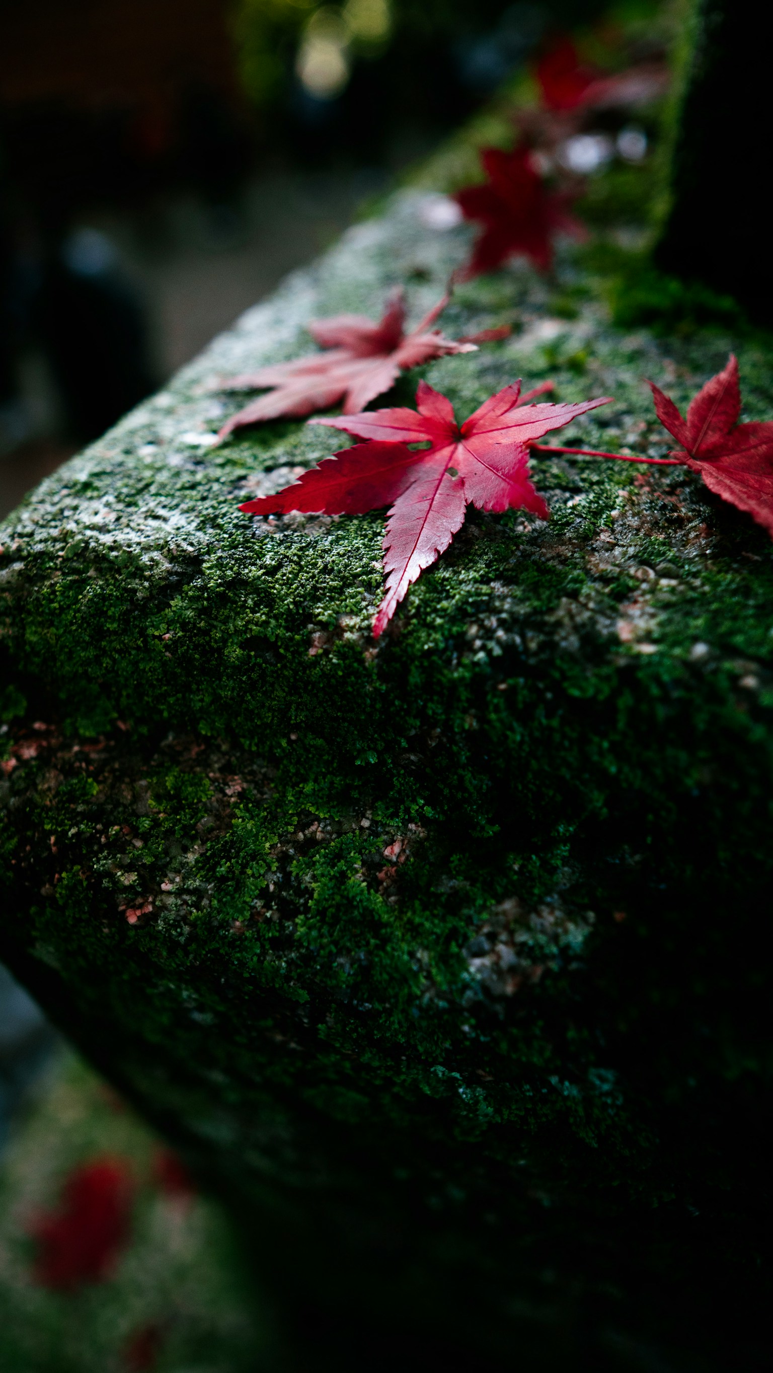 Scène magnifique de feuilles d'érable rouges éparpillées sur une pierre mousseuse